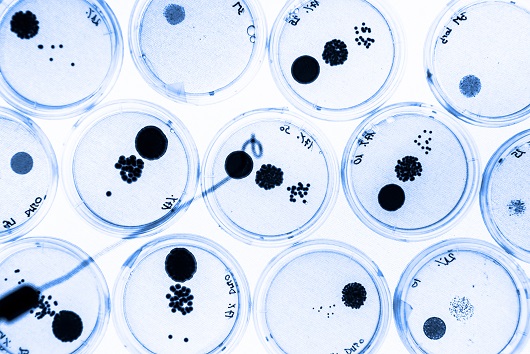 Une greffe de neurones analgésiques issus de cellules souches permet un soulagement durable de la douleur