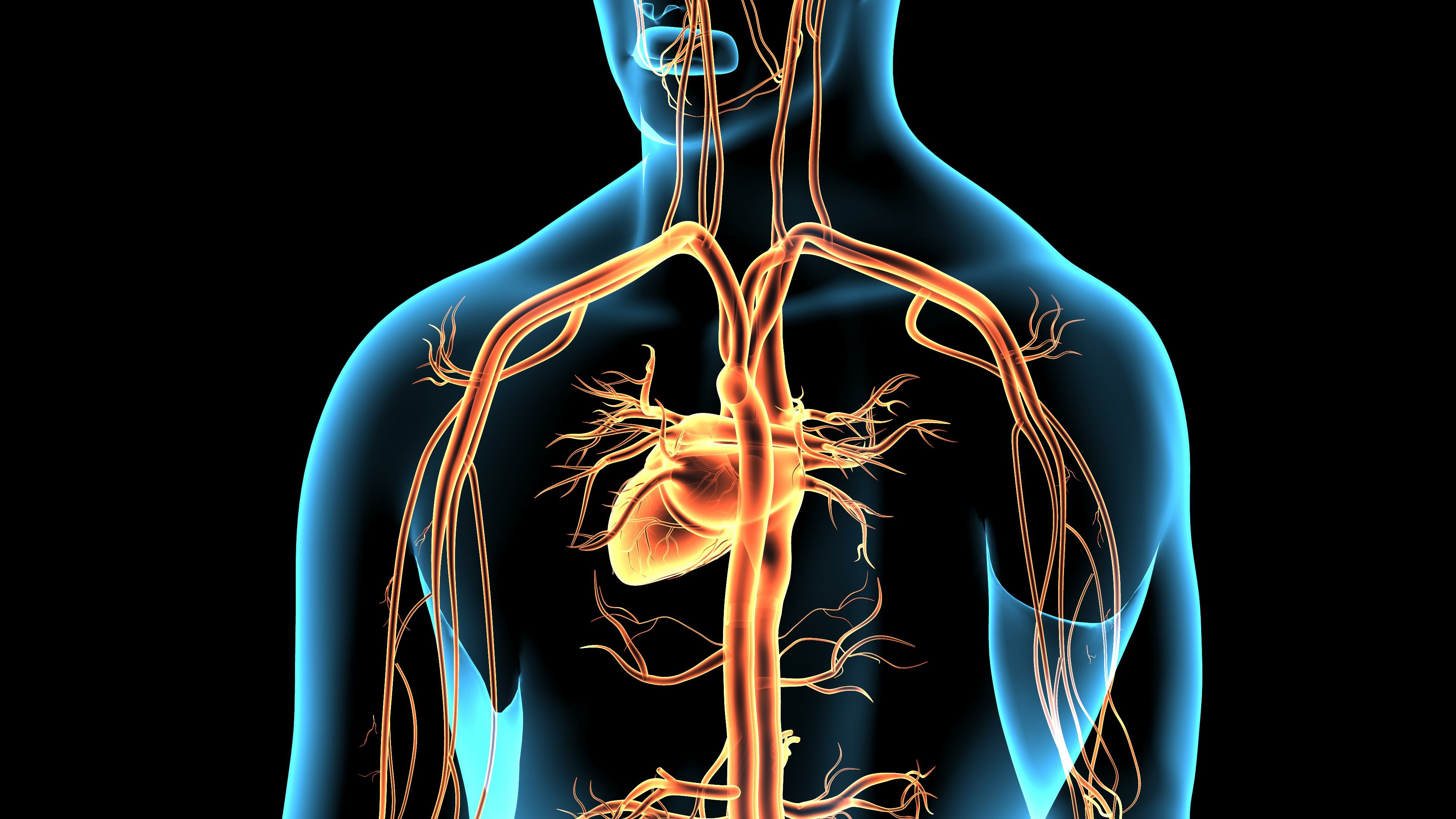 Mieux connu pour aider à « nous reposer et à digérer », le nerf parasympathique joue également un rôle important dans l’exercice, notamment en aidant le cœur à pomper le sang, qui alimente tout le corps en oxygène (Visuel Adobe Stock 144726375)
