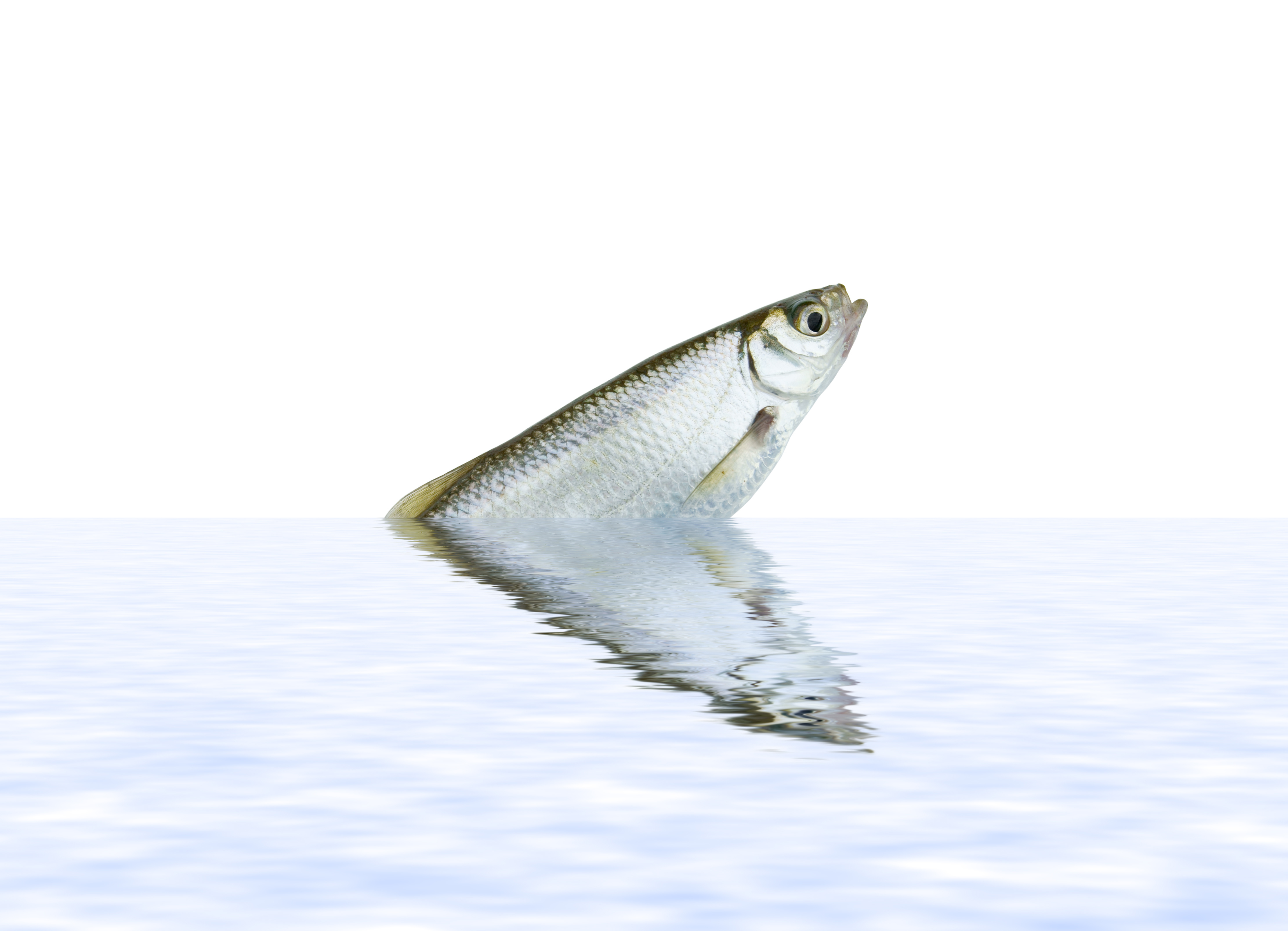 Le composé chimique identifié aux concentrations les plus élevées dans les poissons d'eau douce est le PFOS, il représente les ¾ des détections de PFAS (Visuel Adobe Stock 14746873)