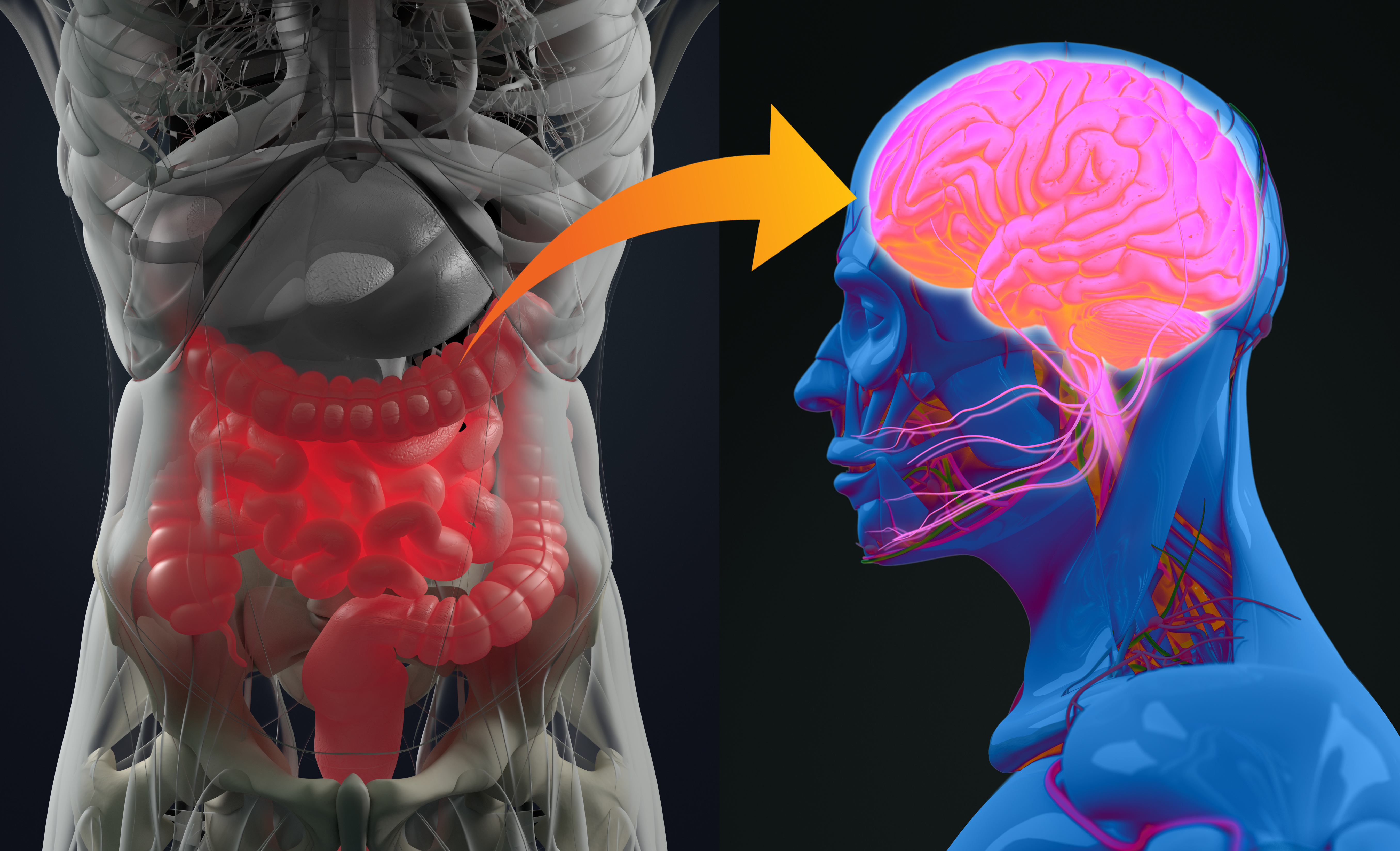 Cibler l’intestin avec un composé capable d'empêcher l'agrégation de protéine alpha-synucléine pourrait freiner le développement de la maladie de Parkinson