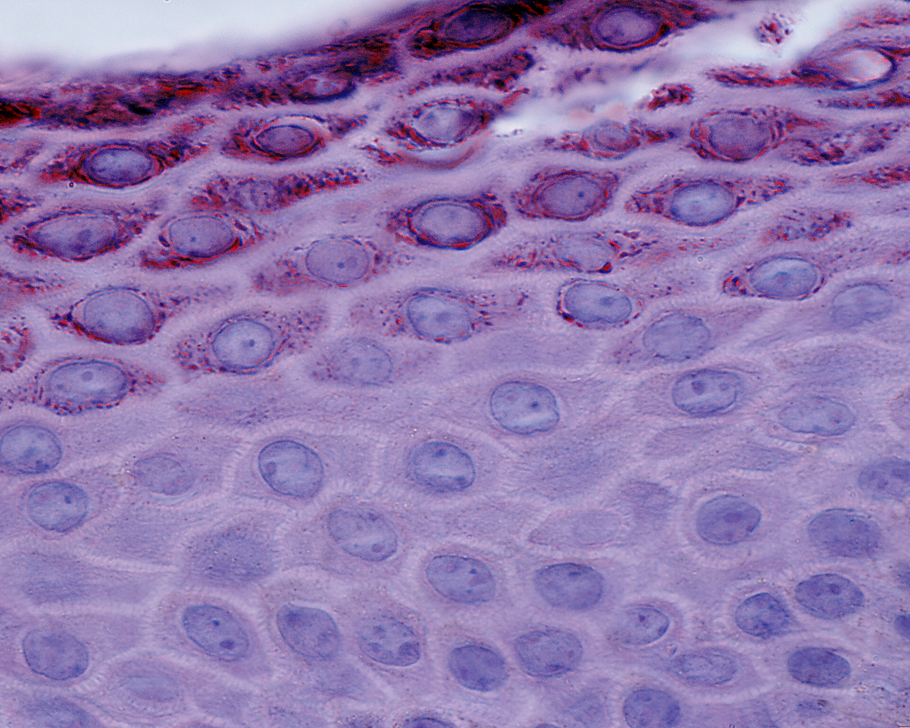 Reprogrammer les vieilles cellules de la peau pour leur redonner une nouvelle jeunesse, c’est possible (Visuel Adobe Stock 157180144) Reprogrammer les vieilles cellules de la peau pour leur redonner une nouvelle jeunesse, c’est possible (Visuel Adobe Stock 157180144)