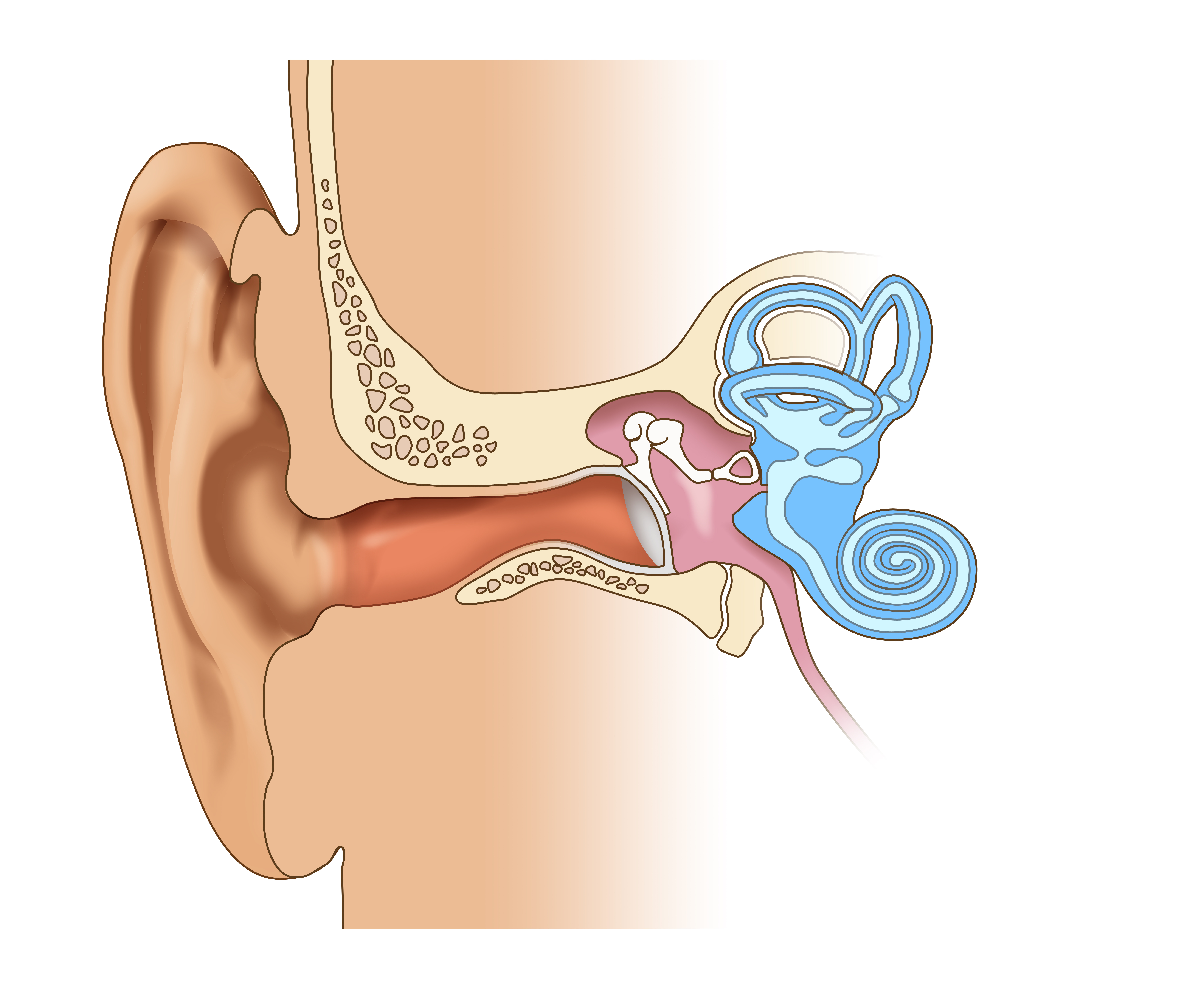 L'inflammation chronique de l'oreille moyenne peut causer plusieurs complications qui peuvent affecter l'audition et l'équilibre d'une personne (Visuel Adobe Stock 15927743). 