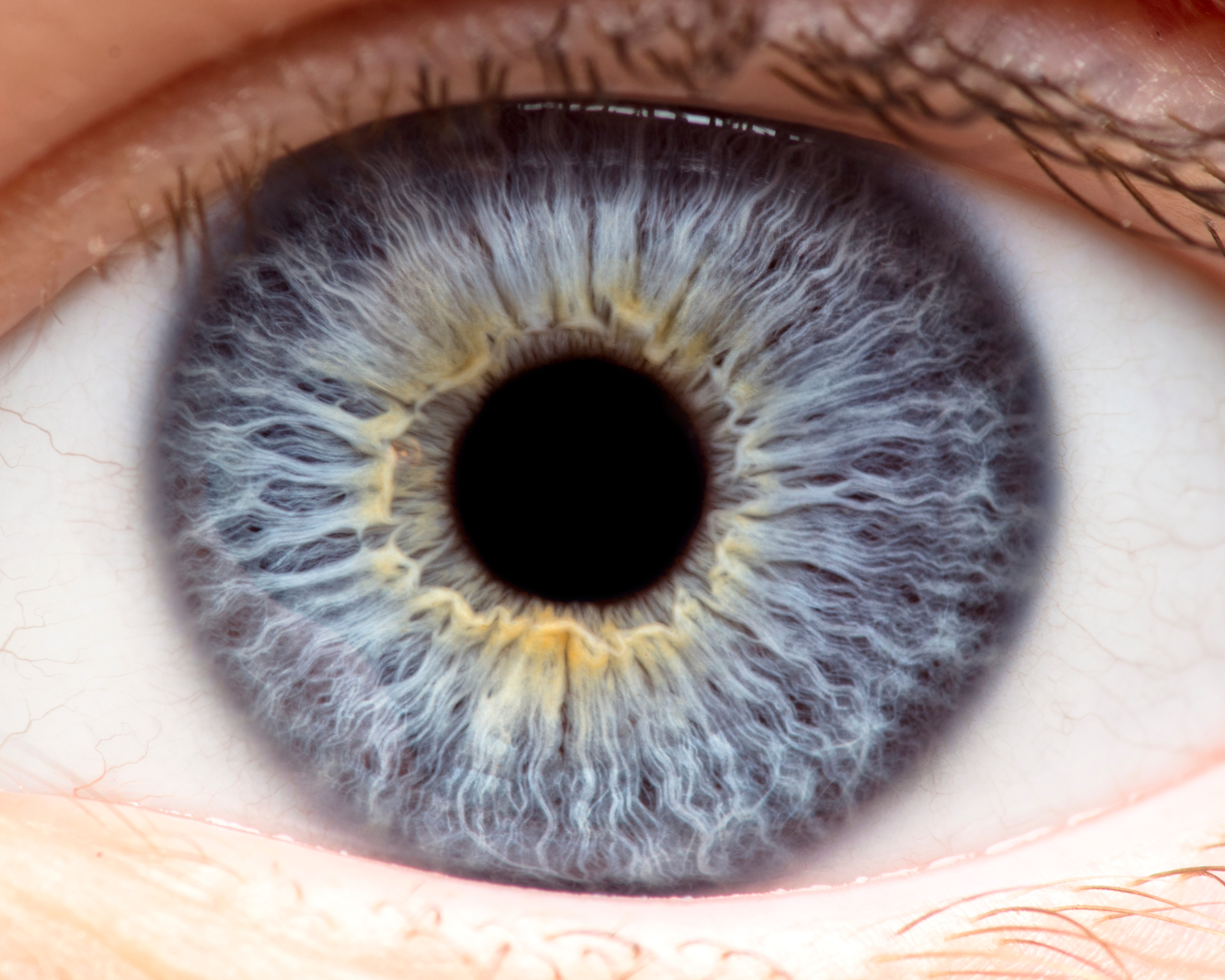 Ce n’est pas par eye-tracking, mais par pupillométrie, que cette équipe de la Washington State University (WSU) propose de dépister les troubles du spectre autistique chez les enfants (Visuel Adobe Stock 183993461) Ce n’est pas par eye-tracking, mais par pupillométrie, que cette équipe de la Washington State University (WSU) propose de dépister les troubles du spectre autistique chez les enfants (Visuel Adobe Stock 183993461)