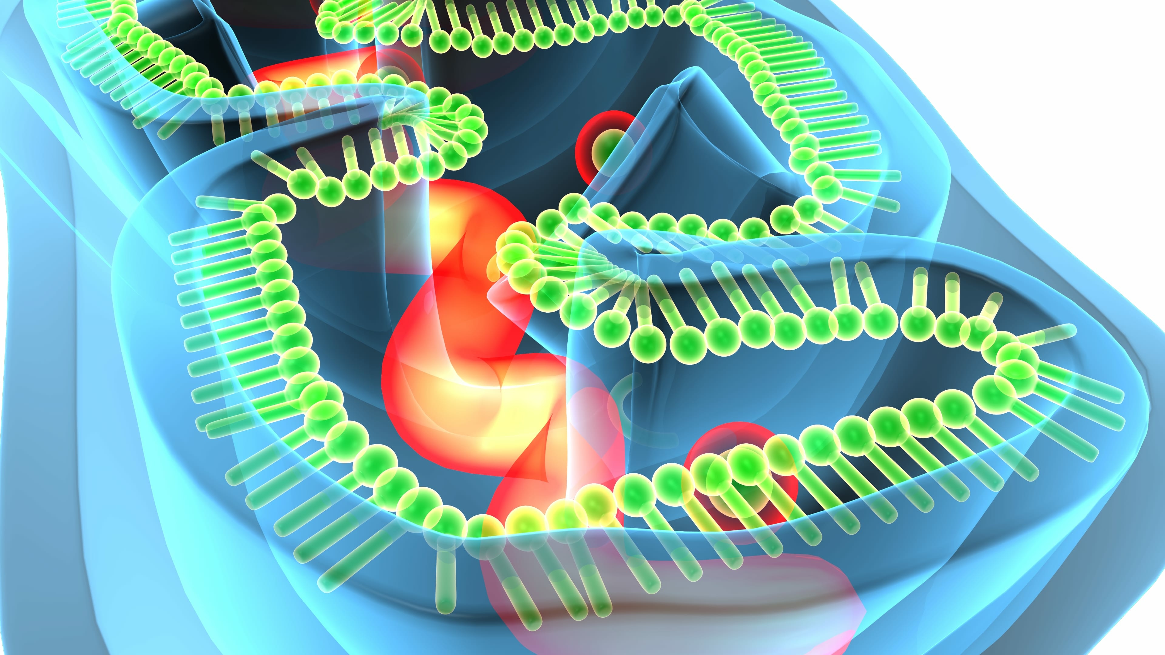 L'étude révèle le rôle essentiel de la protéine MTCH2, dans toute une série de processus cellulaires, dont le passage de protéines essentielles à l’apoptose, un type de mort cellulaire programmée (Visuel Adobe Stock 190162281)