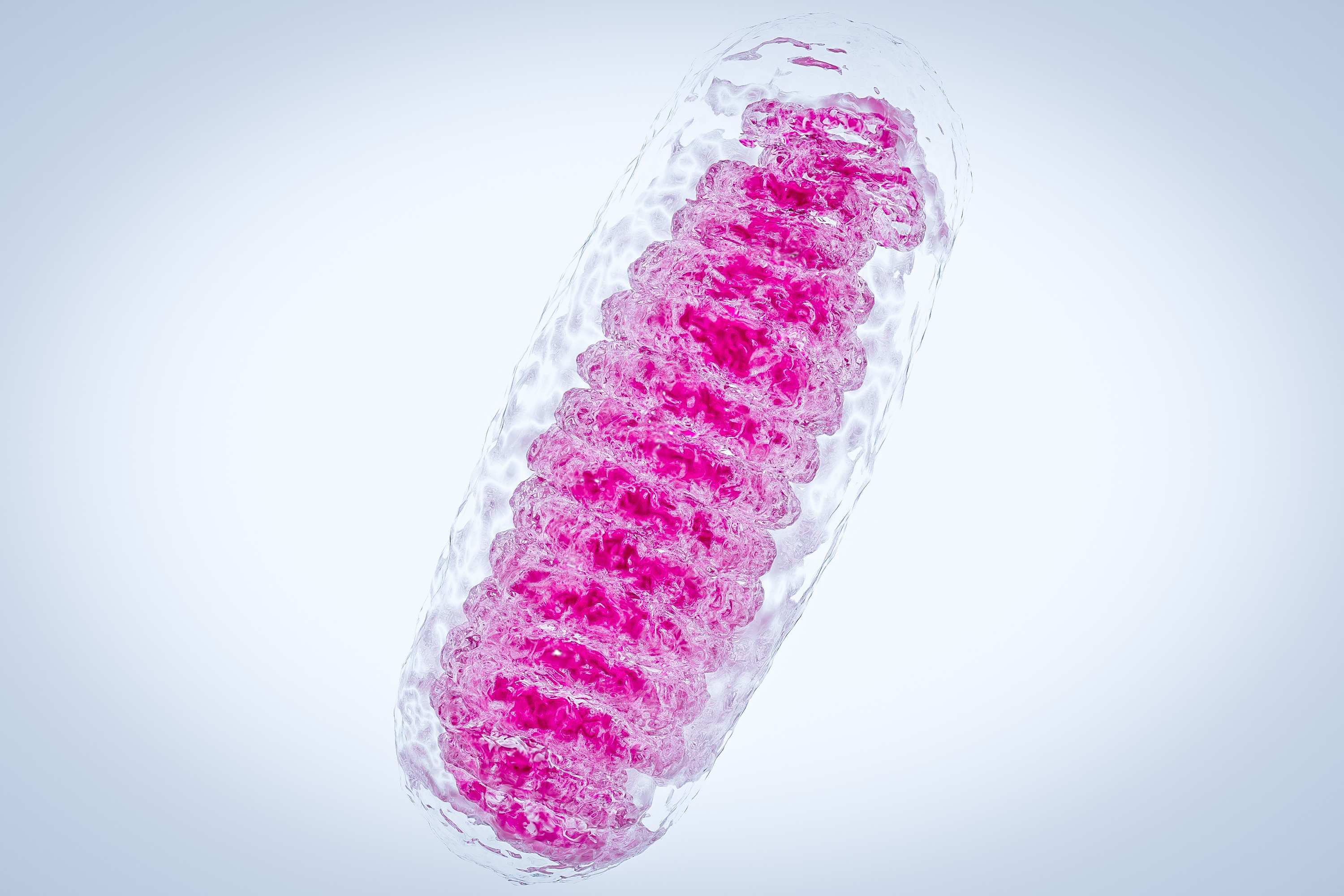 Les mitochondries peu consommatrices d’oxygène sont signe d’un meilleur renouvellement musculaire (Visuel AdobeStock_208369559) Les mitochondries peu consommatrices d’oxygène sont signe d’un meilleur renouvellement musculaire (Visuel AdobeStock_208369559)