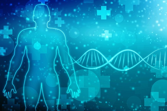 Les muscles endommagés ne meurent pas, ils se régénèrent (Visuel Adobe Stock 210530719) Les muscles endommagés ne meurent pas, ils se régénèrent (Visuel Adobe Stock 210530719)
