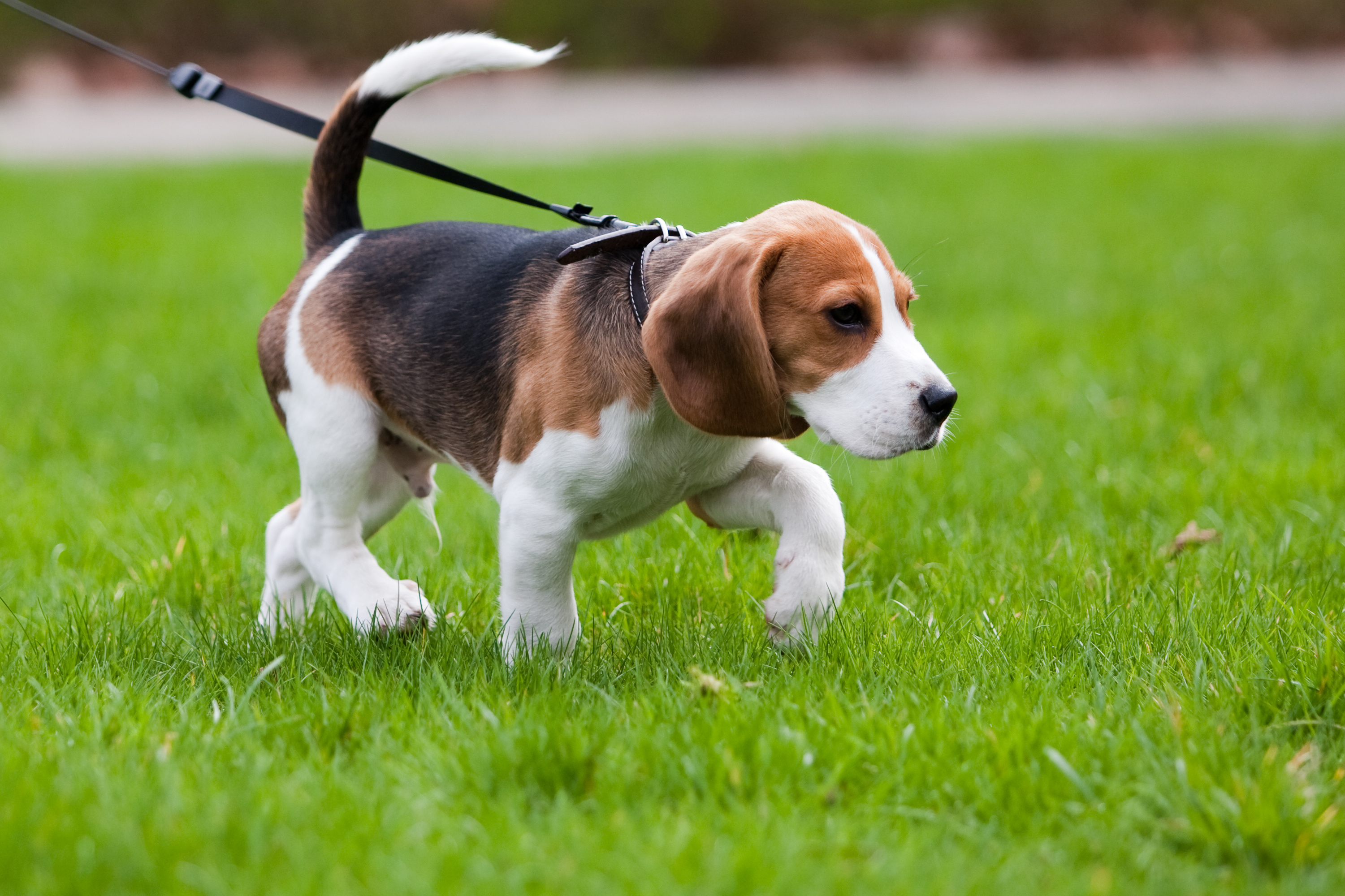 Un chien apporte d’autres bénéfices pour la santé : une meilleure santé mentale et une moindre perception de l'isolement social, 2 autres facteurs de risque de crise cardiaque