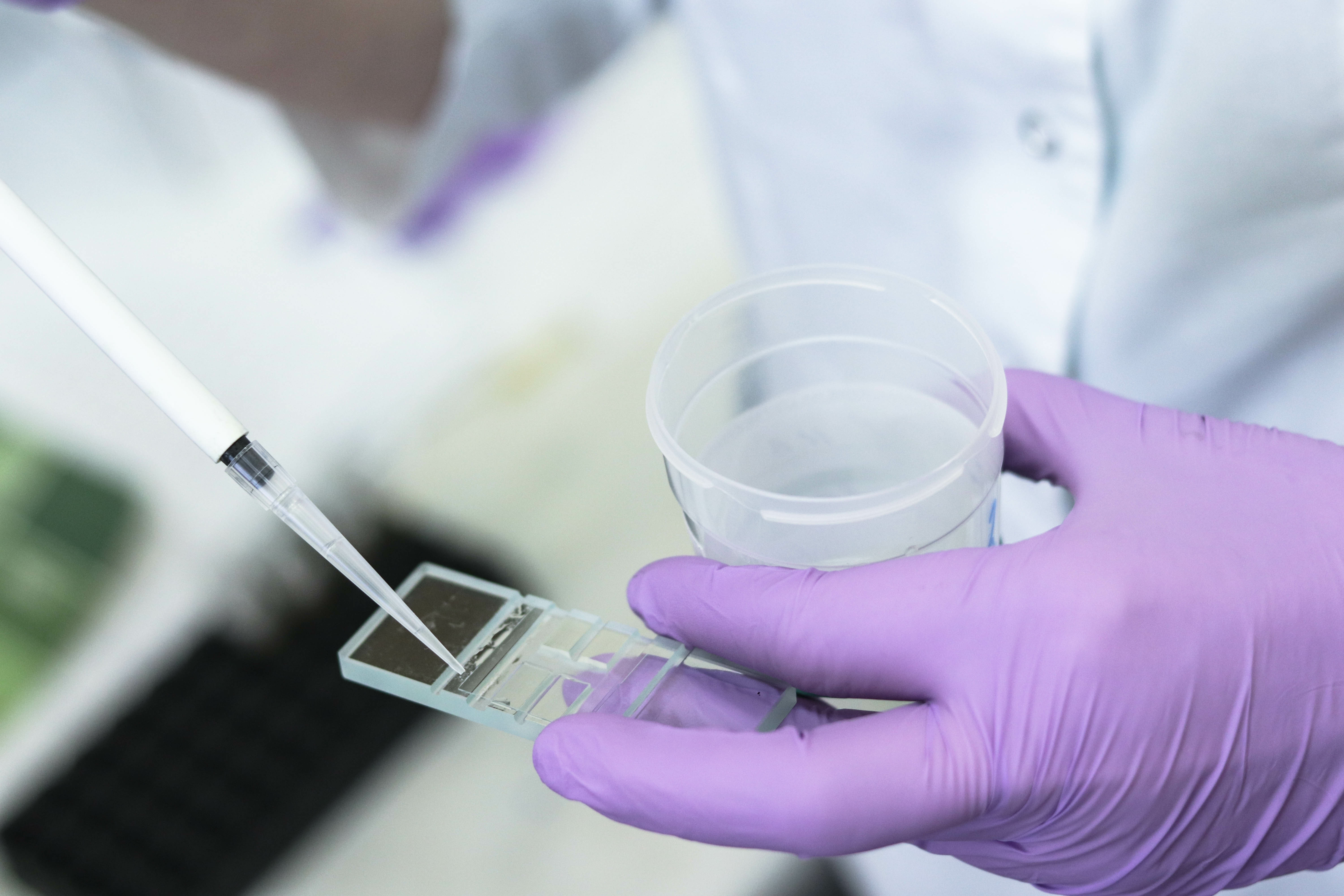 La perte d'un gène clé de la fertilité masculine entraîne des modifications de l'expression de centaines d'autres gènes (Visuel Adobe Stock 251608643)