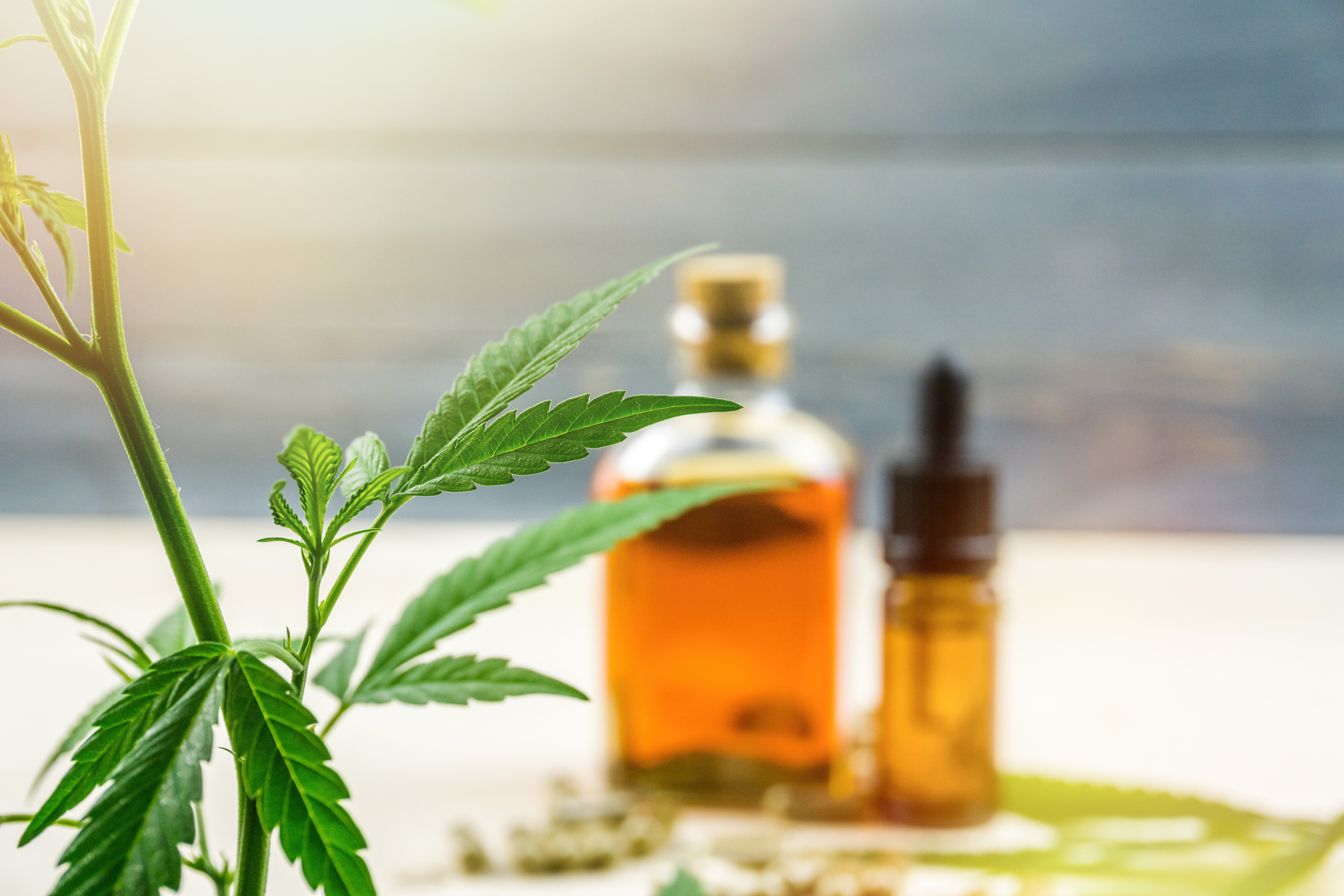L'huile CBD dite full spectrum se démarque par ses avantages uniques (Visuel Adobe Stock 263580038) L'huile CBD dite full spectrum se démarque par ses avantages uniques (Visuel Adobe Stock 263580038)
