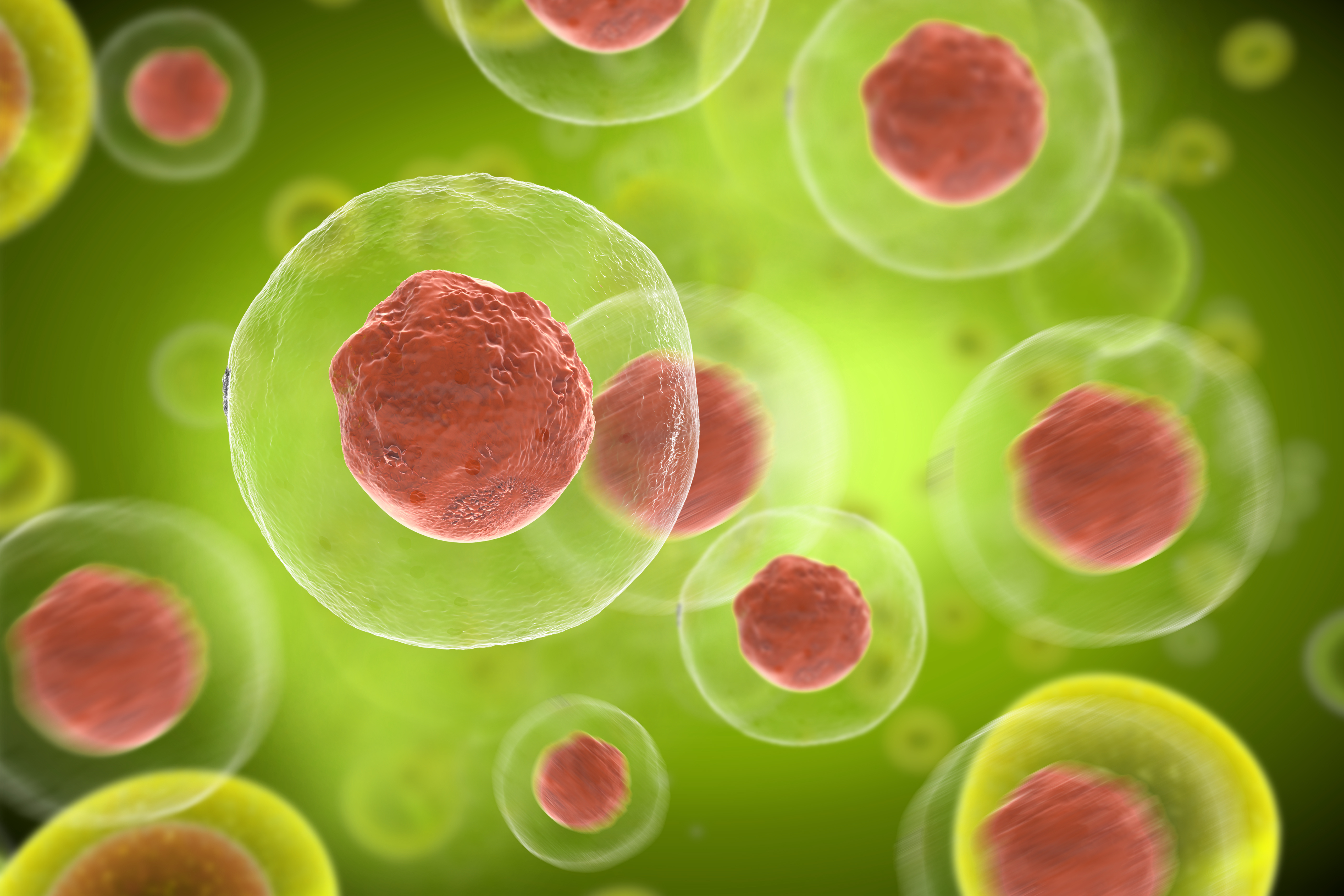 Contrairement aux idées reçues, si en effet de nombreuses cellules immunitaires circulent dans le sang, d’autres, bien plus nombreuses « squattent » certains tissus et cela durant parfois des années (Visuel Adobe Stock 265191965)