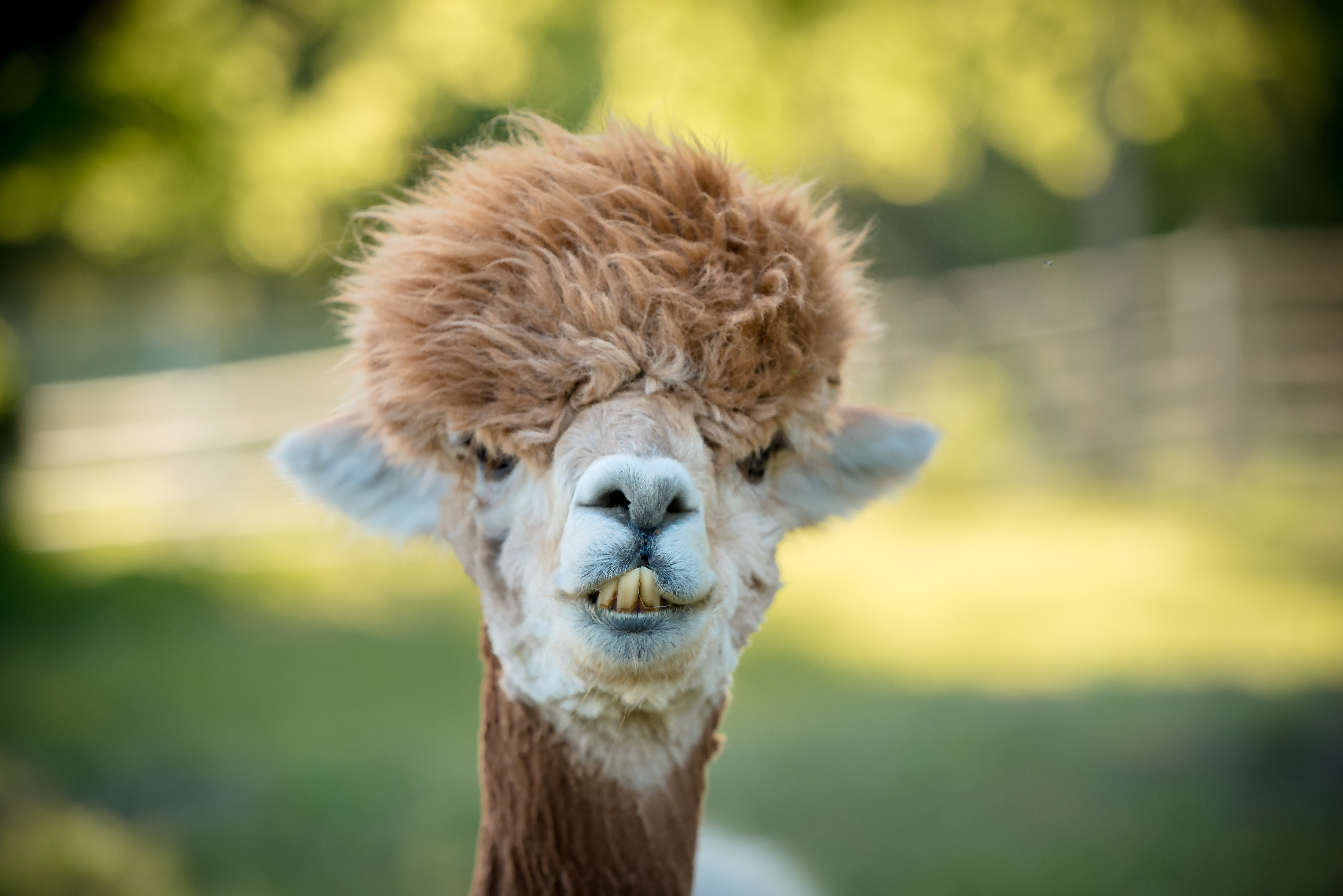 Corps Complet De Lama Avec Aucun Problème De Lama Et Faire Pousser