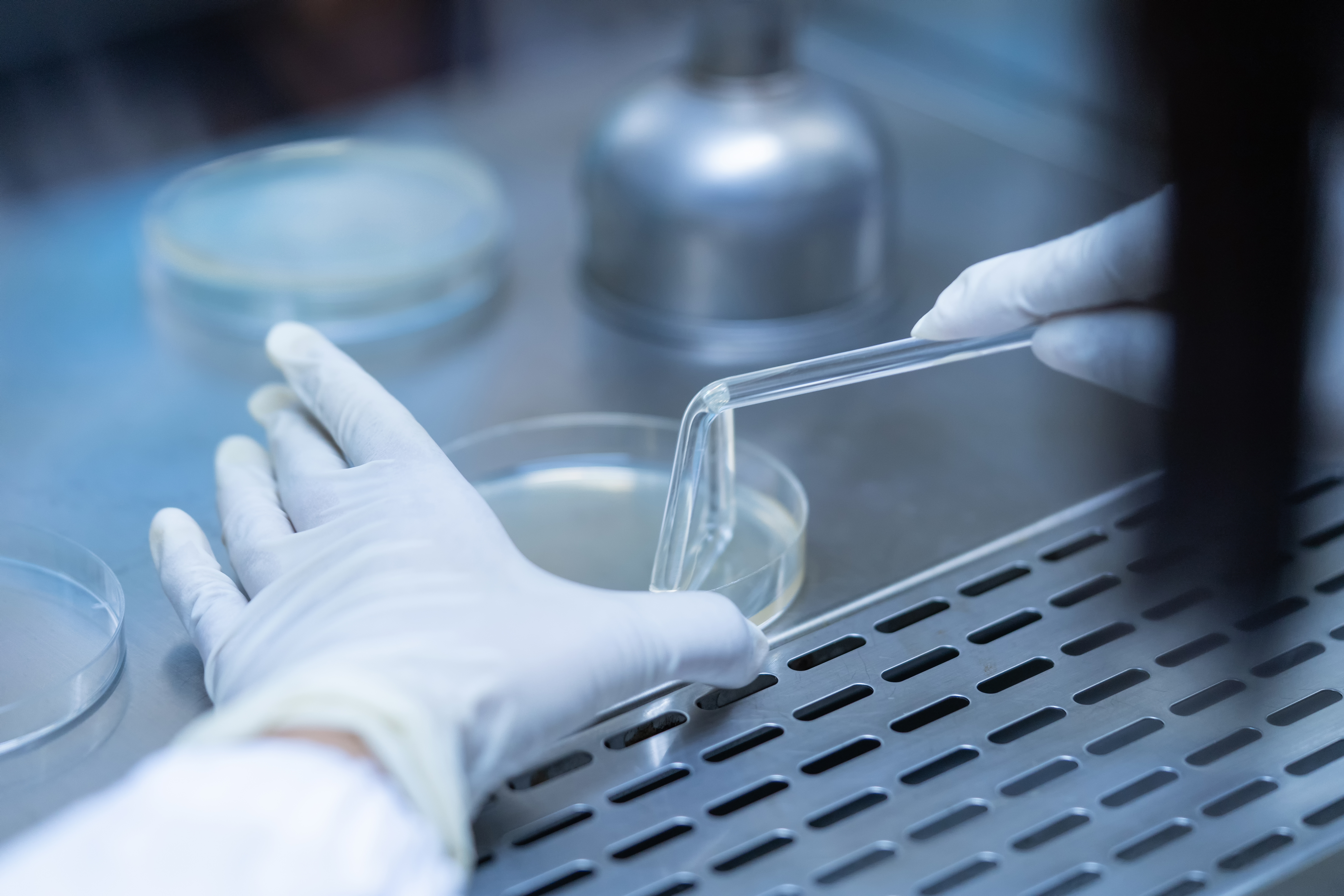 De manière surprenante, certaines cellules sénescentes aident à cicatriser les tissus lésés (Visuel Adobe Stock 279923619) De manière surprenante, certaines cellules sénescentes aident à cicatriser les tissus lésés (Visuel Adobe Stock 279923619)
