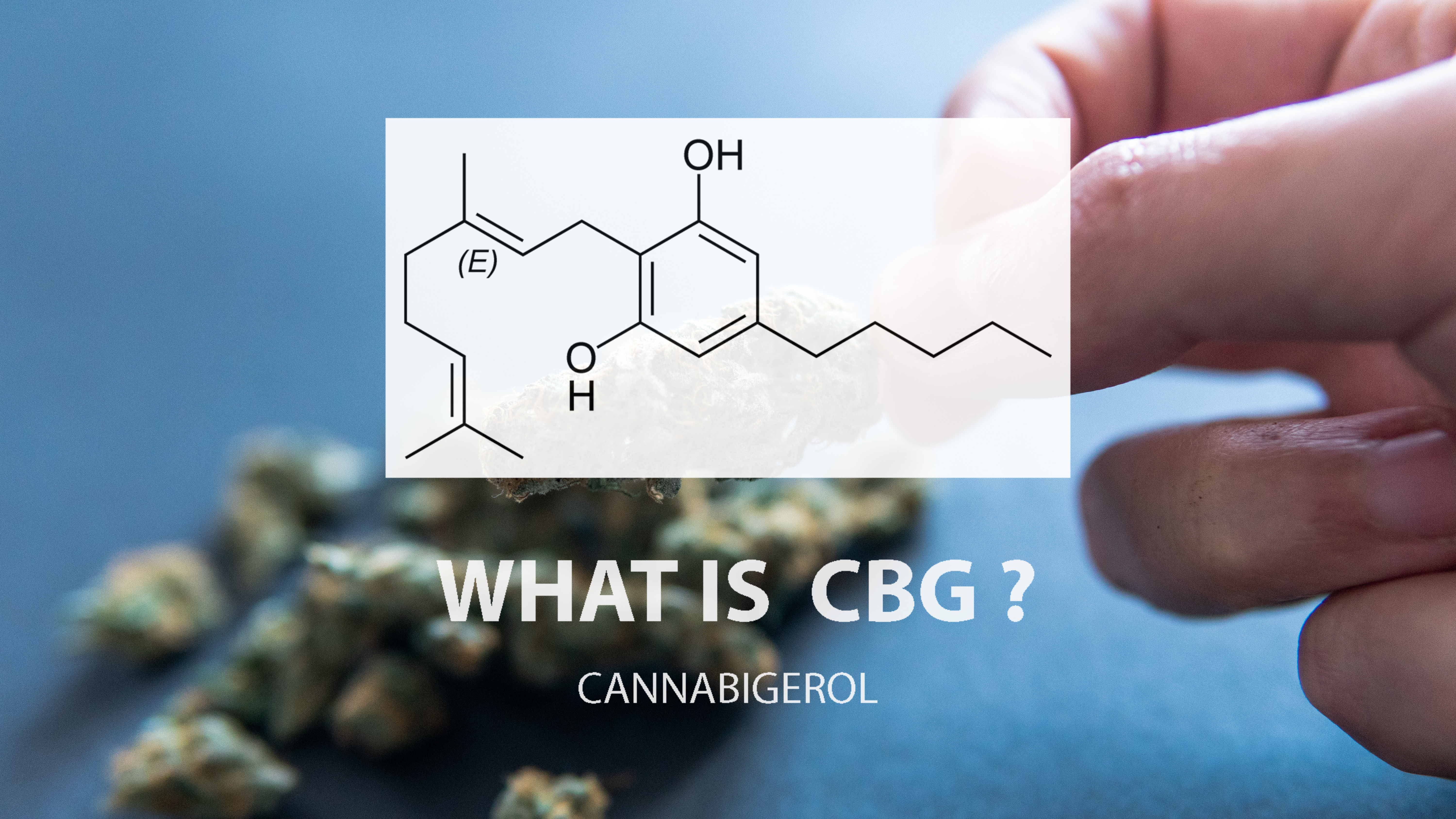 Le cannabidiol (CBD) et le cannabigérol (CBG) peuvent accélérer la guérison des fractures osseuses (Visuel Adobe Stock 288324948)