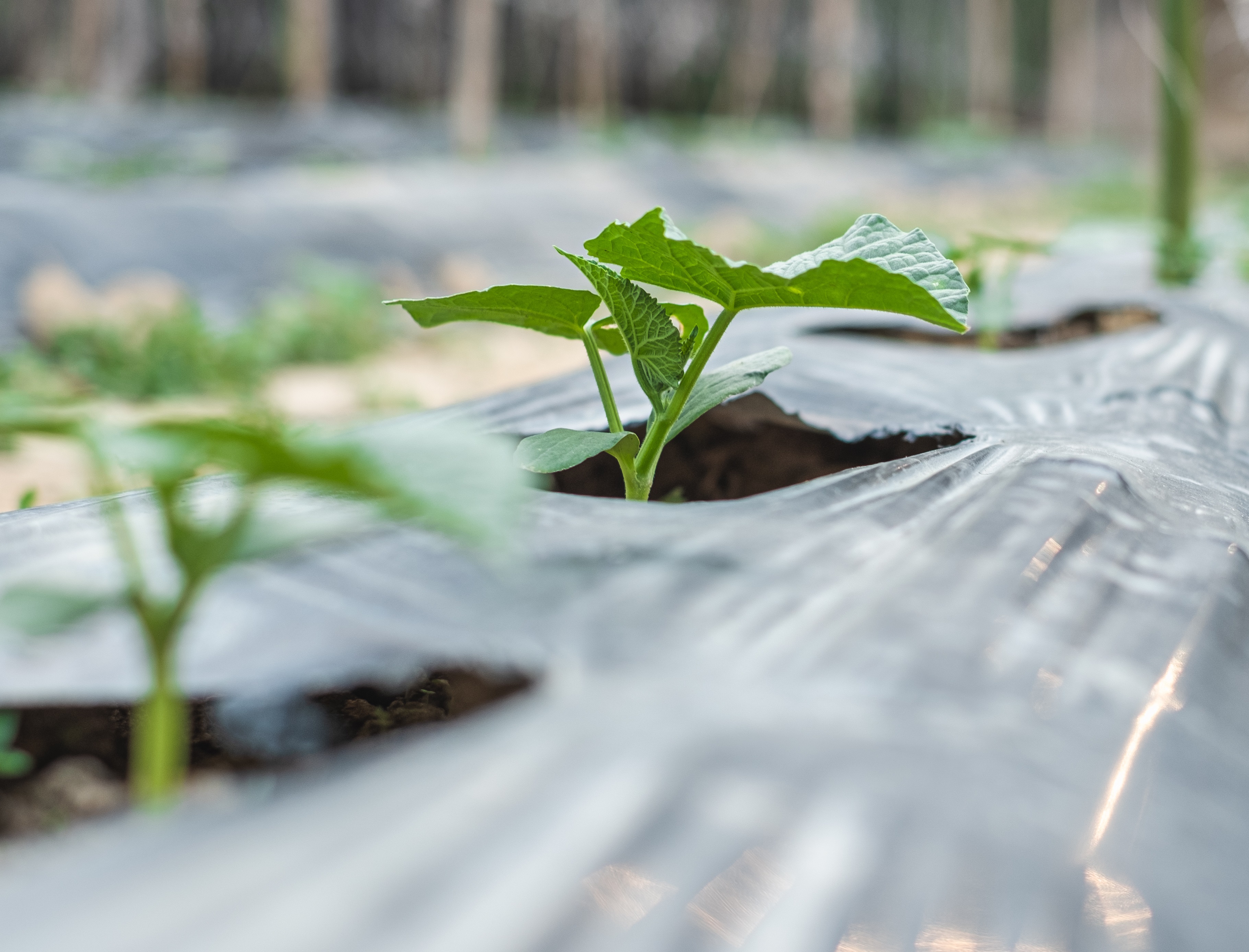 Les vers de terre aiment manger certains plastiques, mais les effets secondaires de leur digestion ne sont pas clairs (Visuel adobe Stock 296459584)