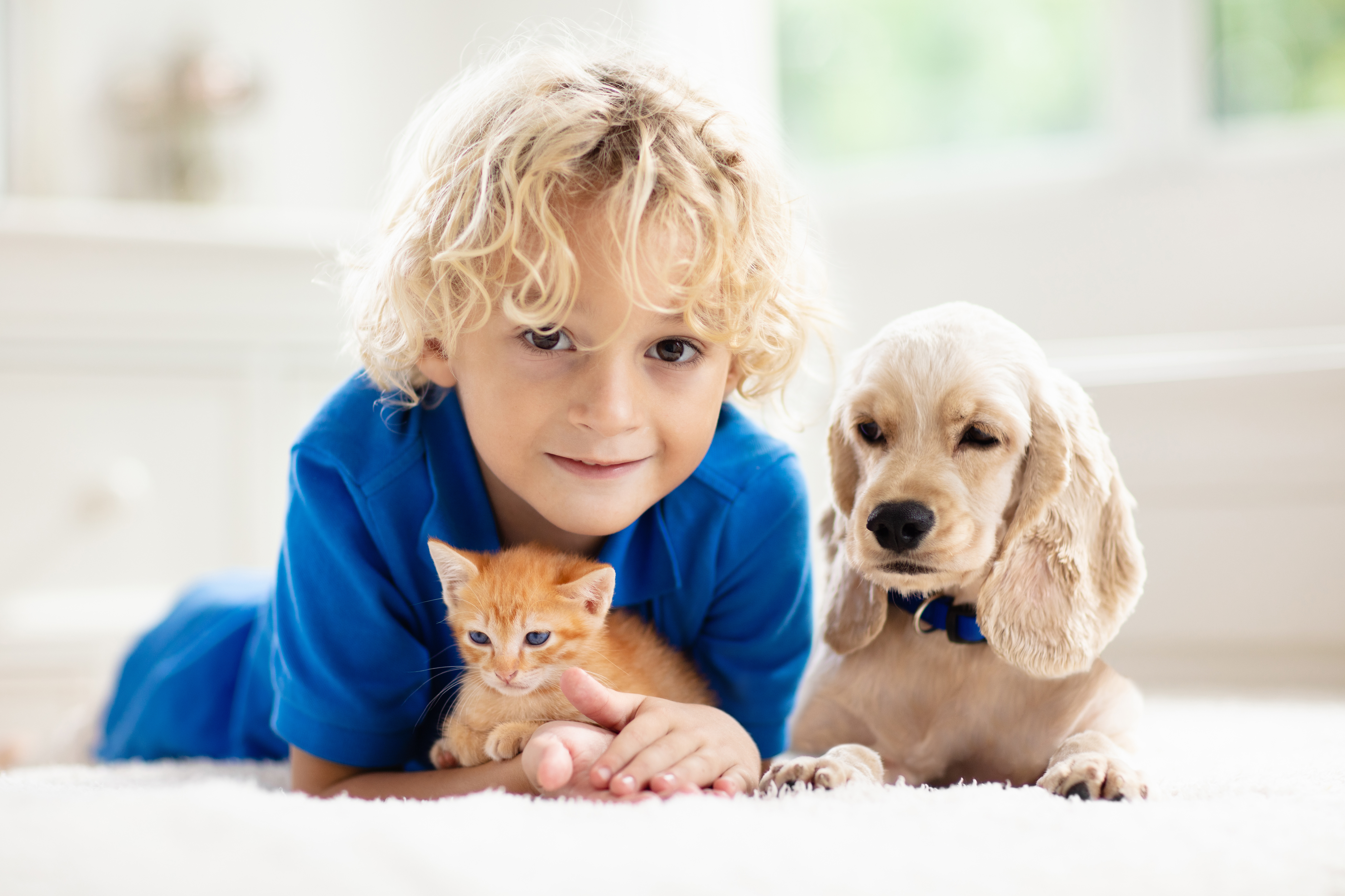 Vivre avec des chiens durant l’enfance et la petite enfance pourrait bien protéger contre la maladie de Crohn (Visuel Adobe Stock 308983011)