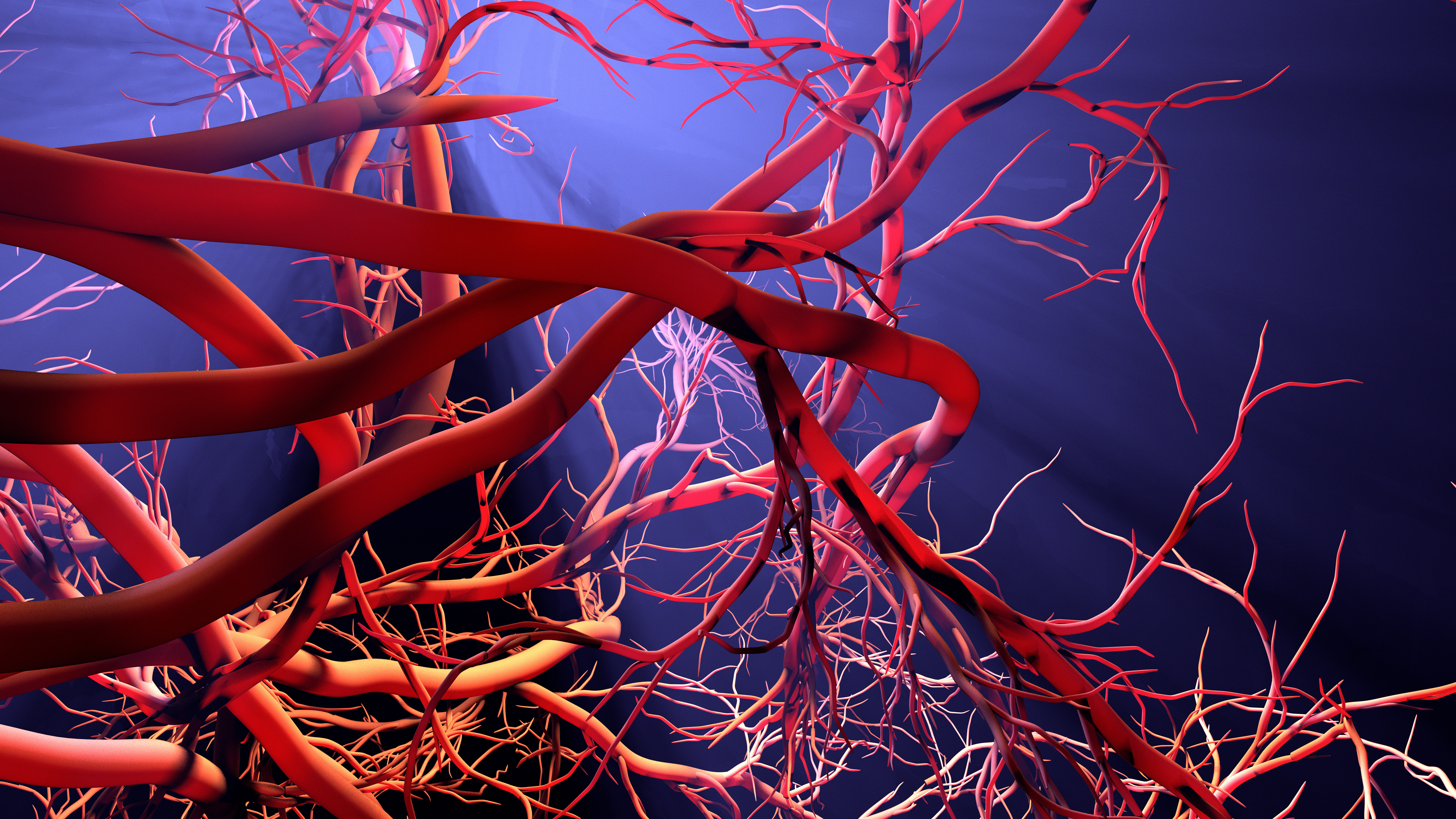 Comment le régime alimentaire occidental et les bactéries intestinales peuvent entraîner des cicatrices et des lésions vasculaires ? (Visuel Adobe Stock 328924162) Comment le régime alimentaire occidental et les bactéries intestinales peuvent entraîner des cicatrices et des lésions vasculaires ? (Visuel Adobe Stock 328924162))