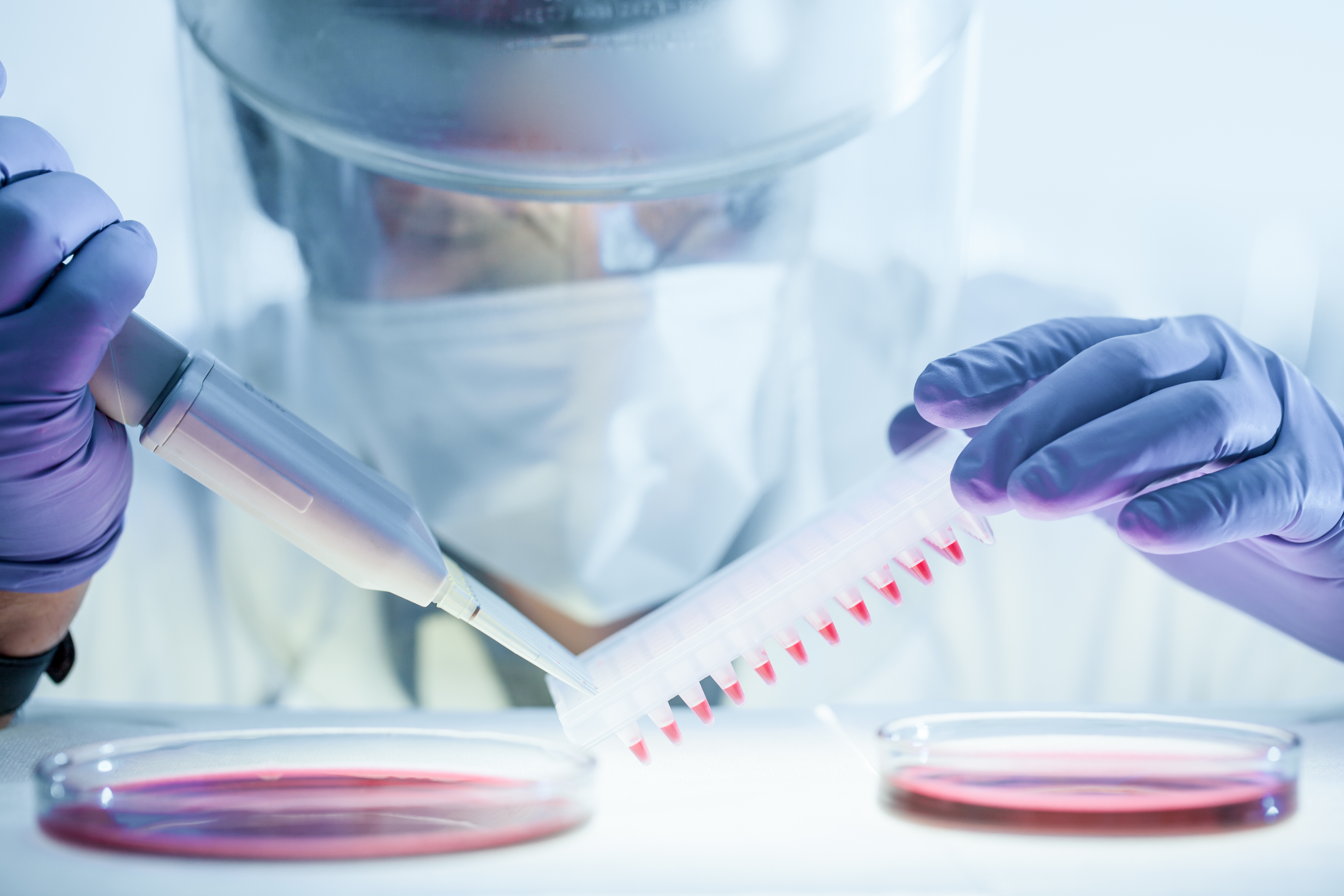 L'étude décrypte exactement comment le gène BRCA2 fonctionne pour réparer l'ADN et lorsqu’il est muté, comment il favorise le développement du cancer (Visuel Adobe Stock 331690395) L'étude décrypte exactement comment le gène BRCA2 fonctionne pour réparer l'ADN et lorsqu’il est muté, comment il favorise le développement du cancer (Visuel Adobe Stock 331690395)