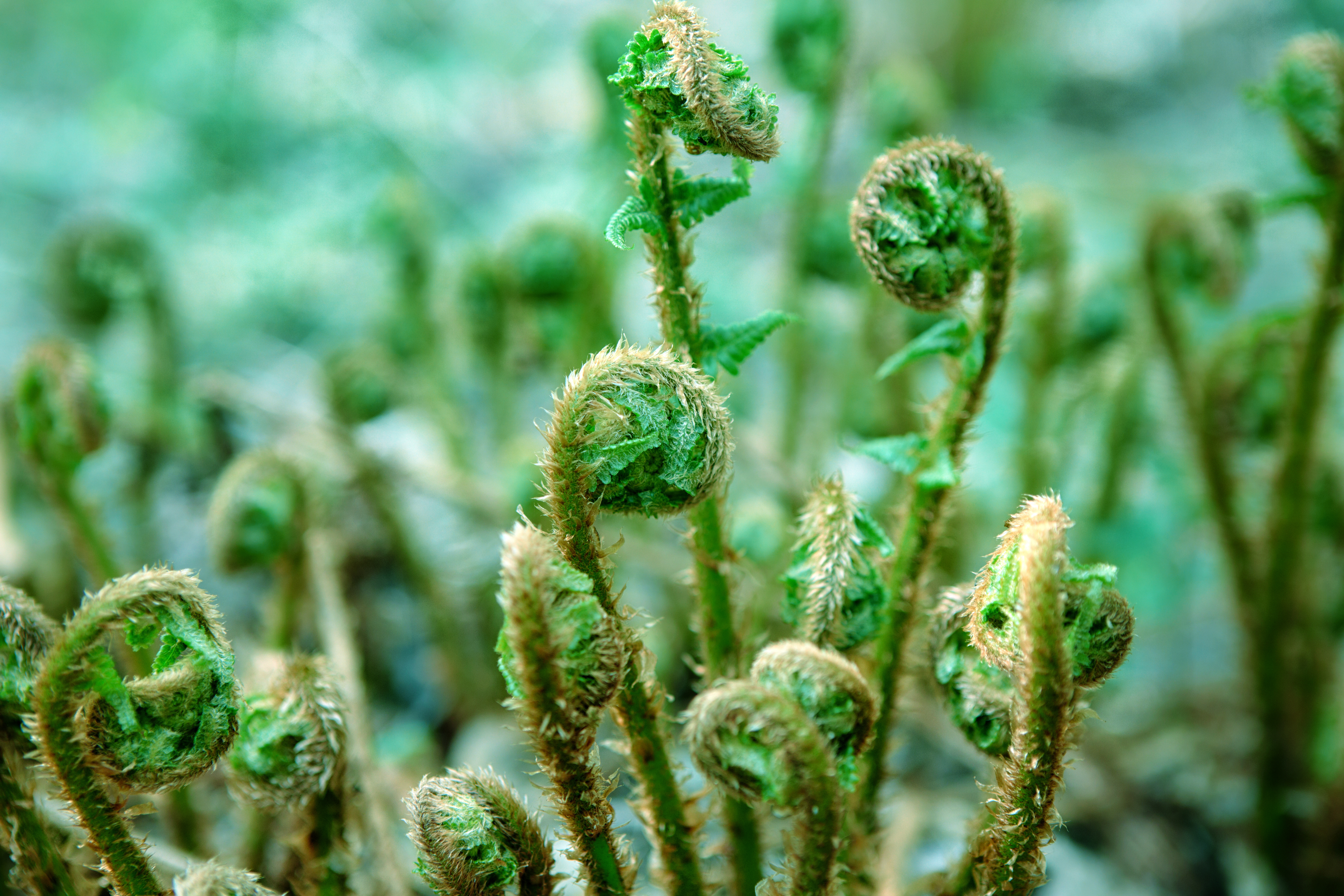 Des extraits de 2 plantes sauvages constituent de bons inhibiteurs du virus du COVID (Visuel Adobe Stock 337278566) Des extraits de 2 plantes sauvages constituent de bons inhibiteurs du virus du COVID (Visuel Adobe Stock 337278566)