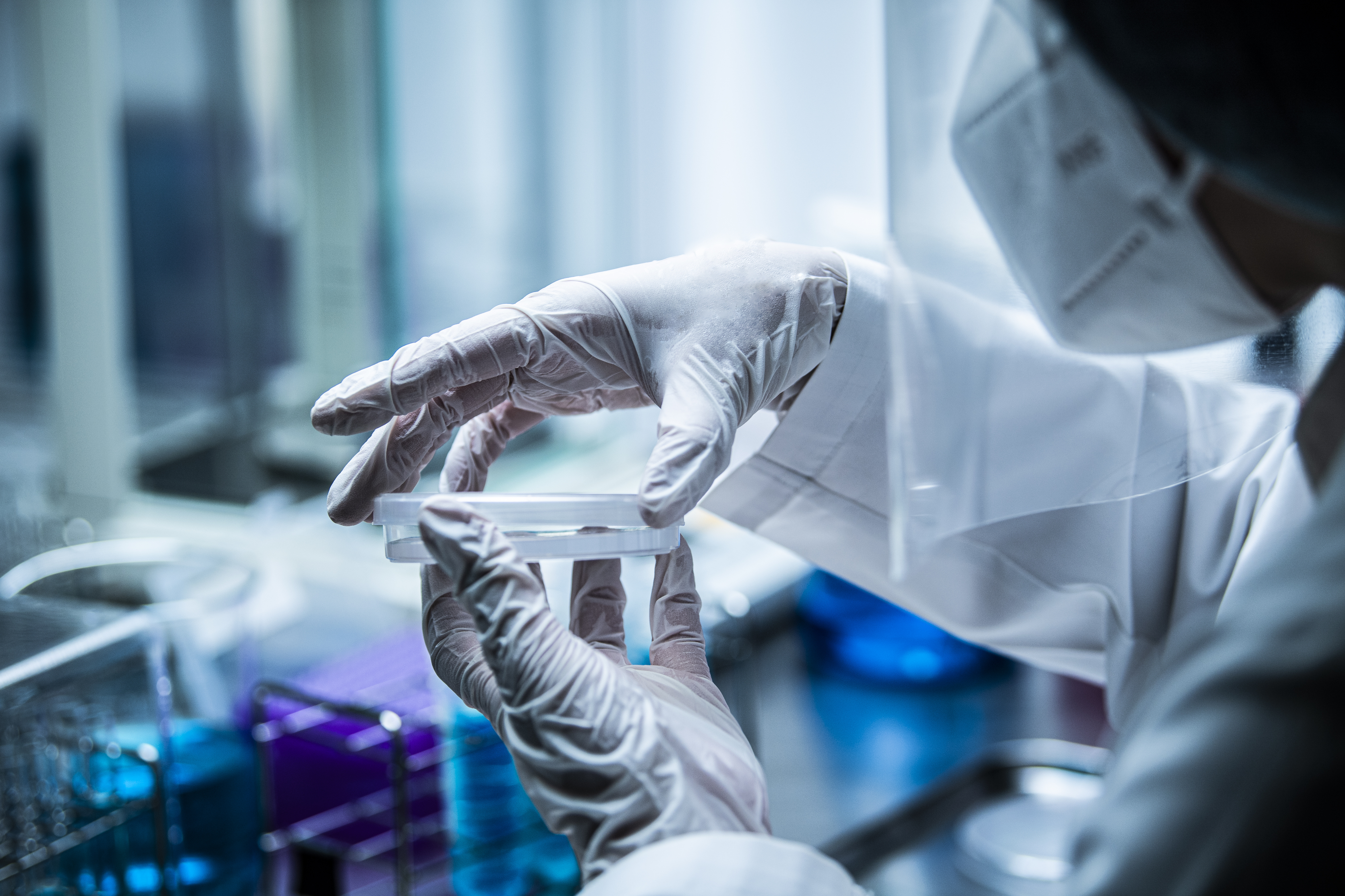 Alors que les chats sont suspectés d’être des réservoirs du virus SARS-CoV-2, cette recherche suggère que les souris « pourraient aussi l’attraper » (Visuel Adobe Stock 366409754) Alors que les chats sont suspectés d’être des réservoirs du virus SARS-CoV-2, cette recherche suggère que les souris « pourraient aussi l’attraper » (Visuel Adobe Stock 366409754).