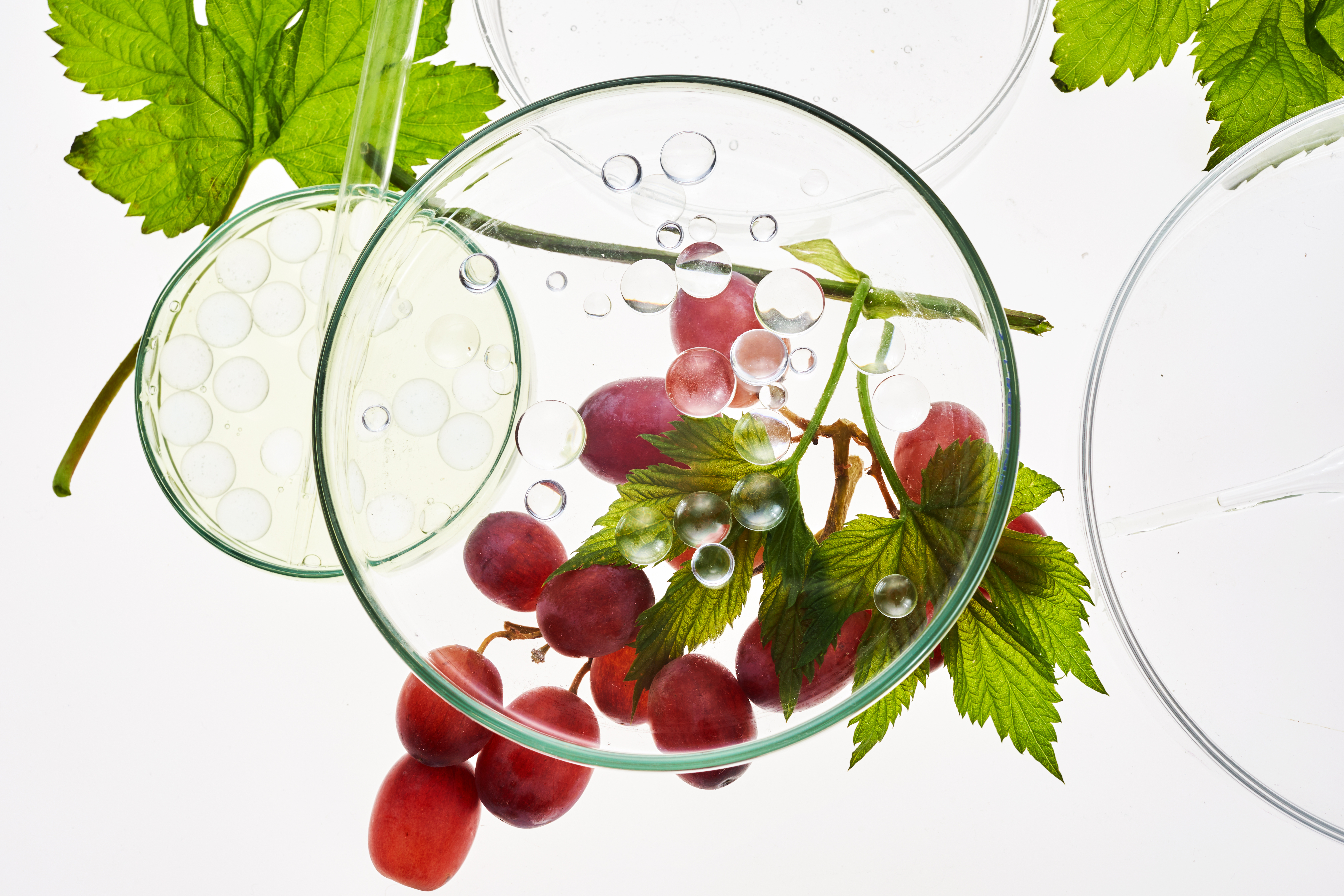 L'étude démontre l’impact bénéfique des antioxydants du raisin sur le métabolisme et la durée de vie, notamment (Visuel Adobe Stock 436162726).