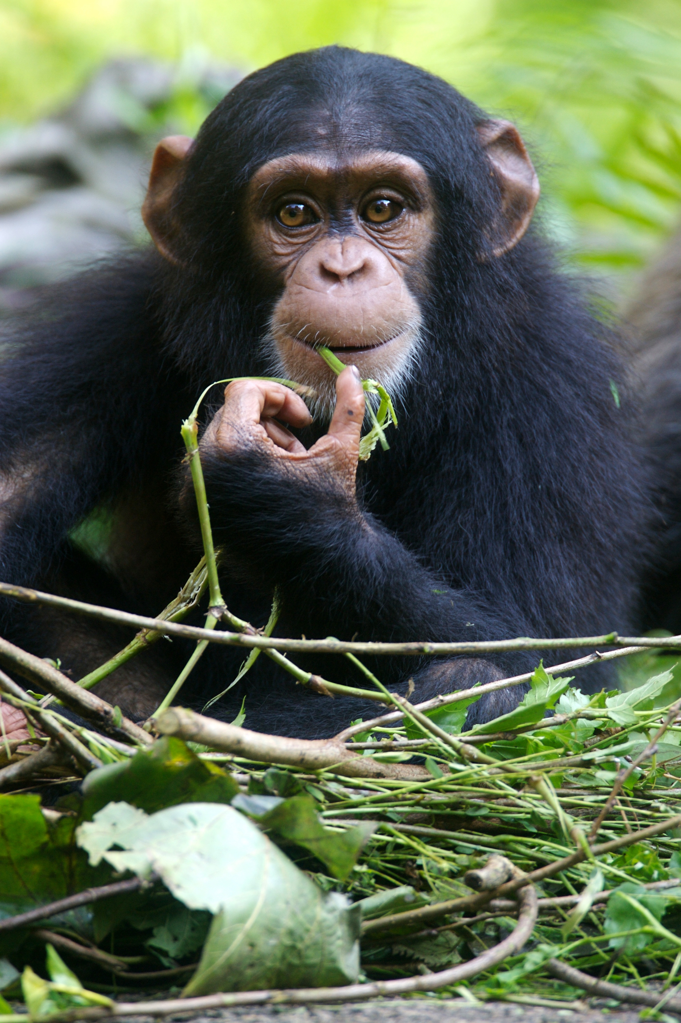 Sommes-nous finalement en train de reproduire un comportement de survie qui existe chez la plupart des espèces animales ? (Visuel Adobe Stock 4472217) Sommes-nous finalement en train de reproduire un comportement de survie qui existe chez la plupart des espèces animales ? (Visuel Adobe Stock 4472217)