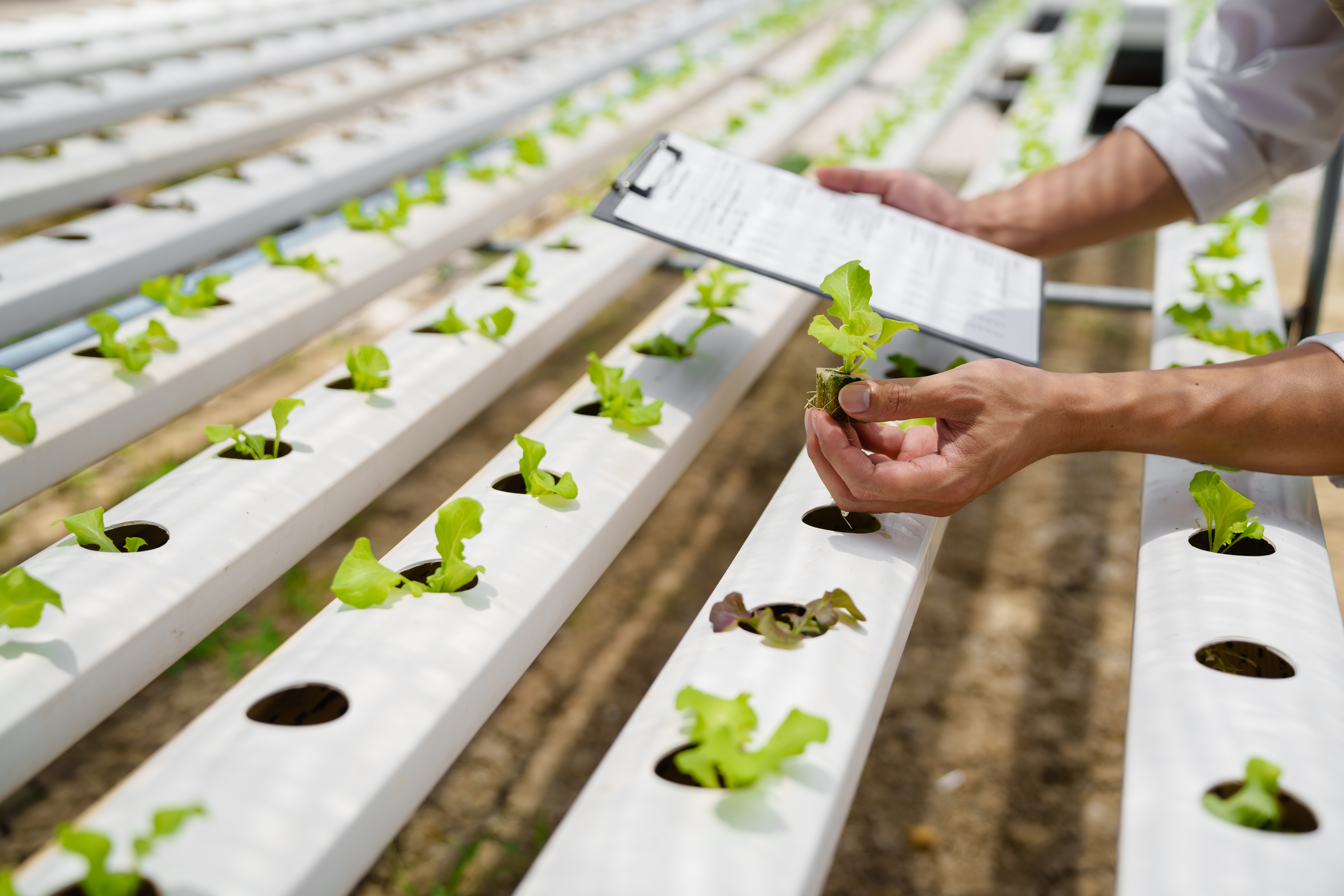 La perte de pollinisation supprime ou réduit la part des aliments sains dans nos régimes alimentaires, partout dans le monde (Visuel Adobe Stock 517949791)