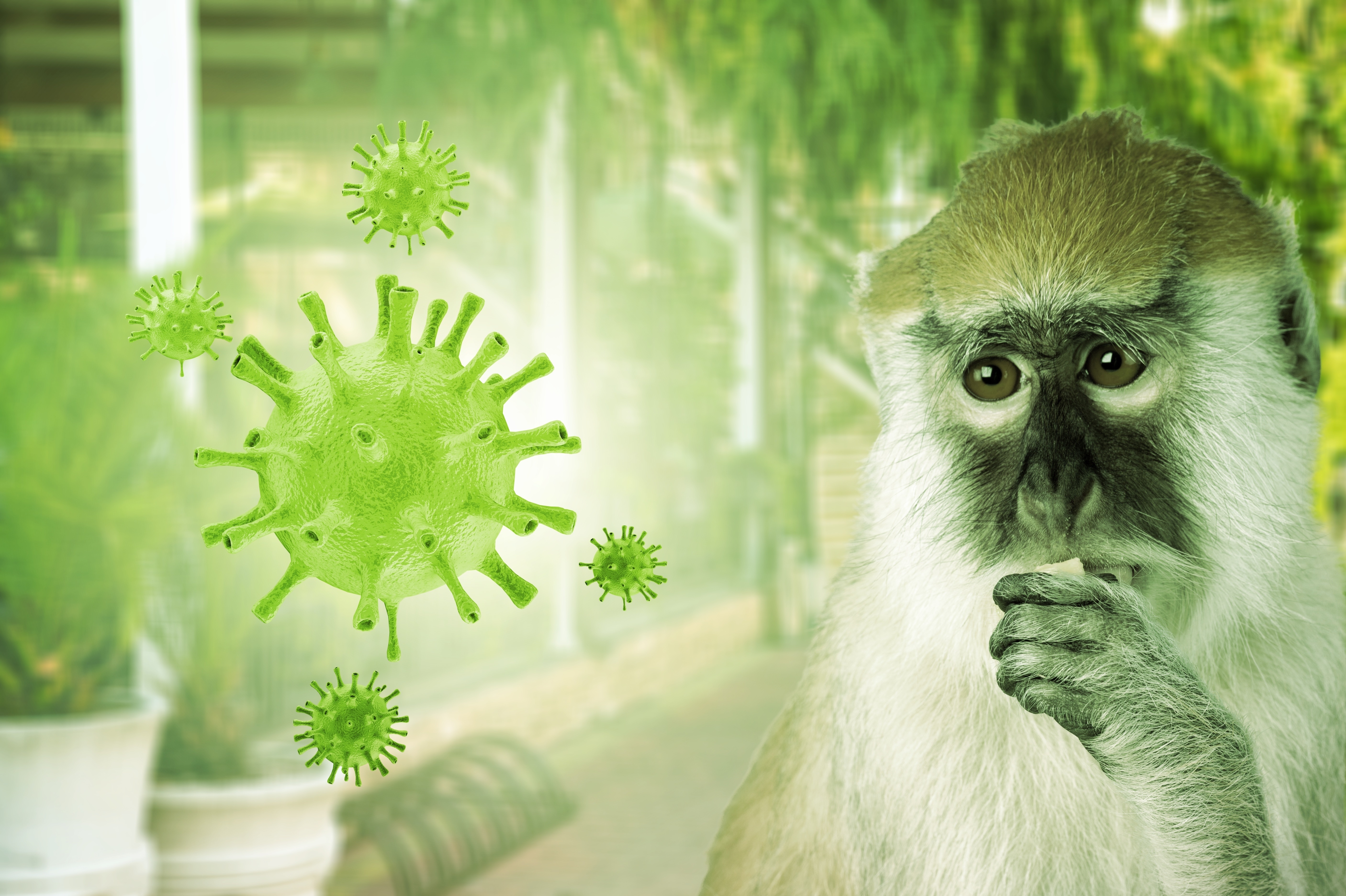 Une récente réémergence de l’épidémie de Mpox ou « variole du singe » a révélé les poxvirus comme des menaces possibles en santé publique (Visuel Adobe Stock 520927353)