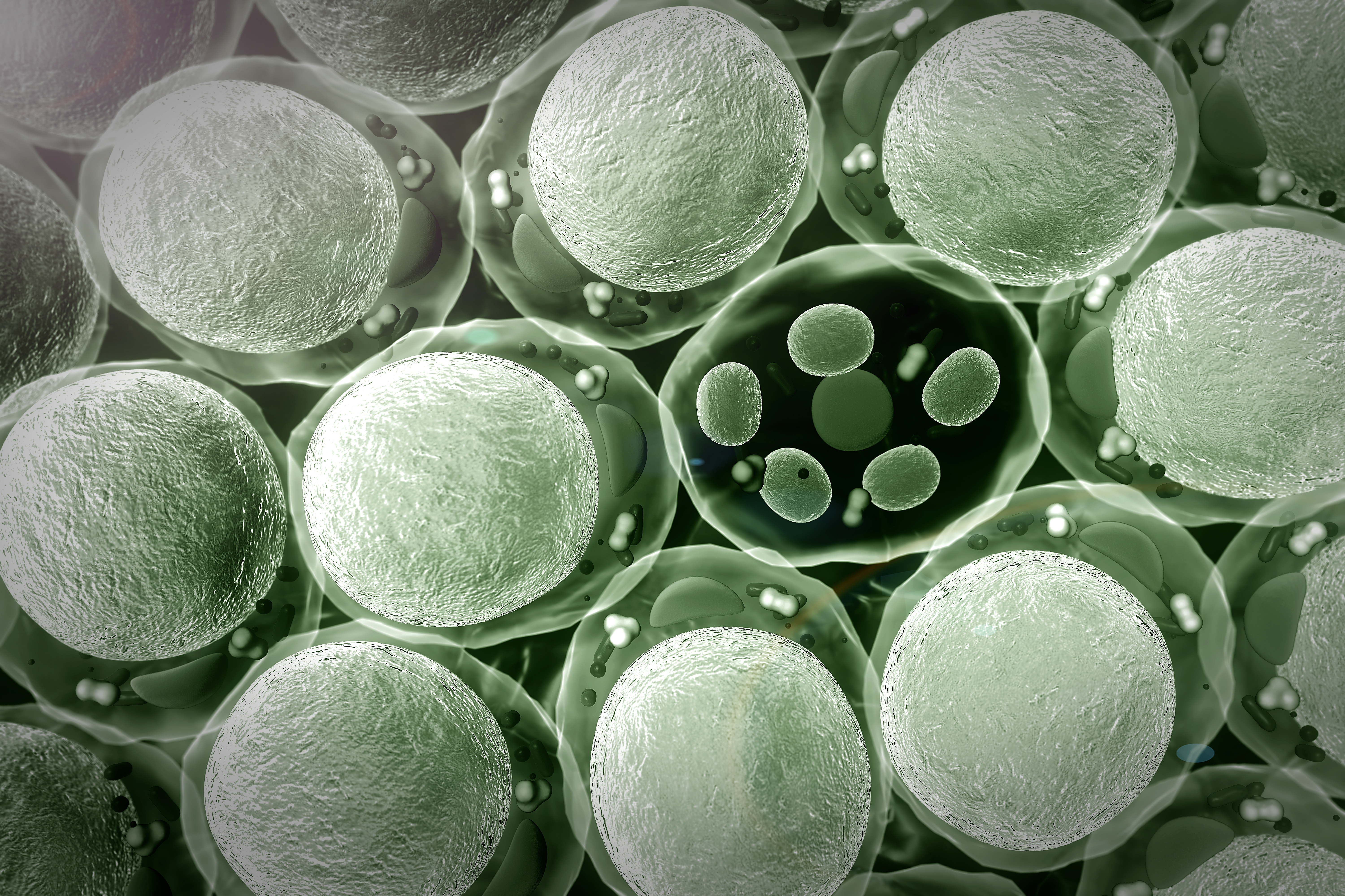 Ce composé "affame" les cellules cancéreuses en attaquant leurs centrales électriques, les mitochondries (Visuel Adobe Stock 717095539) 