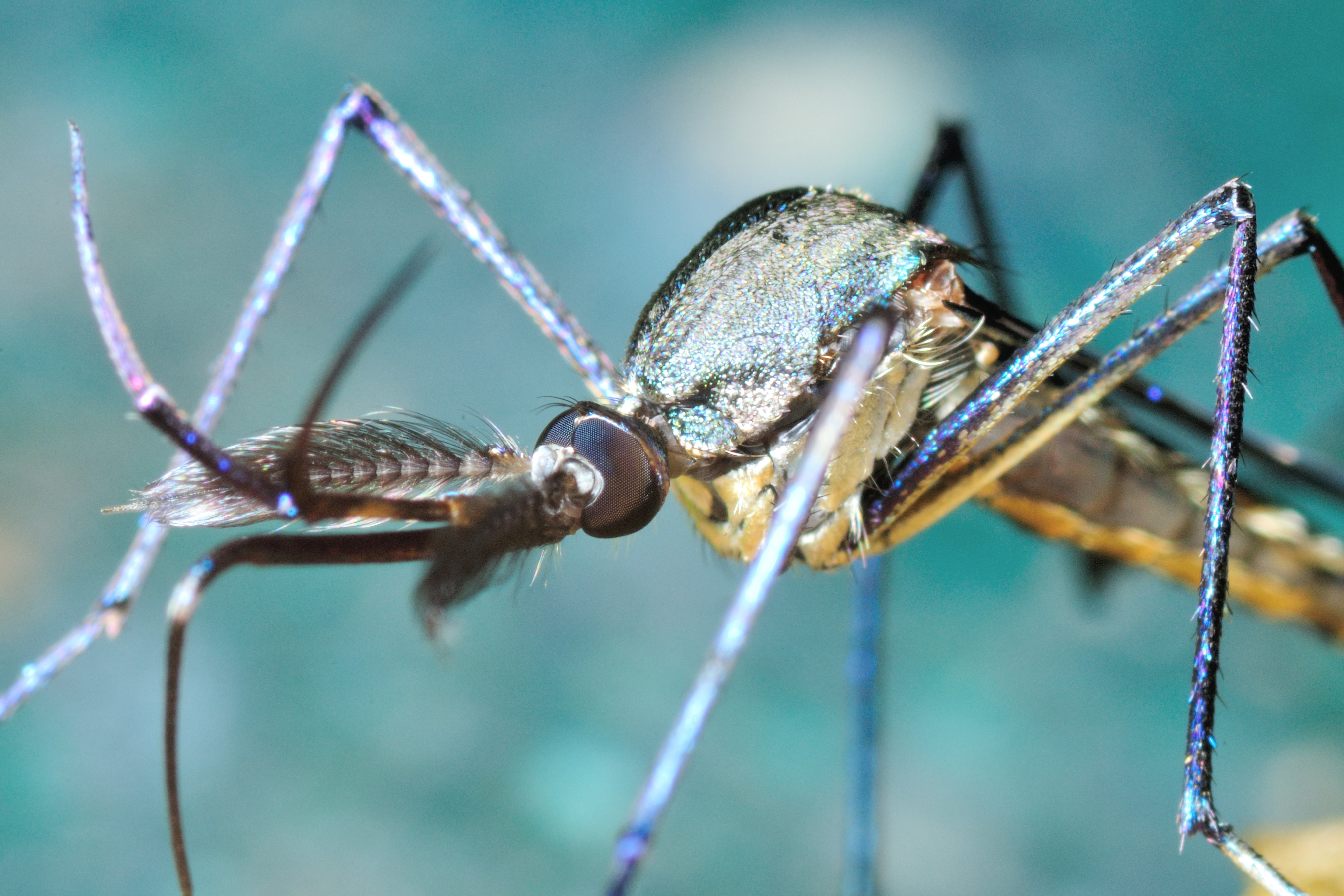 Mieux lutter contre la menace persistante des maladies transmises par les moustiques dans le monde (Visuel Adobe Stock 99100910).  