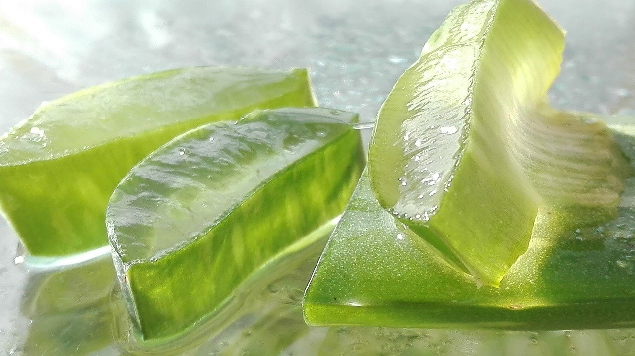 Connu pour ses incroyables propriétés, l’aloe vera est une plante dont les vertus se révèlent aussi multiples que diverses. 