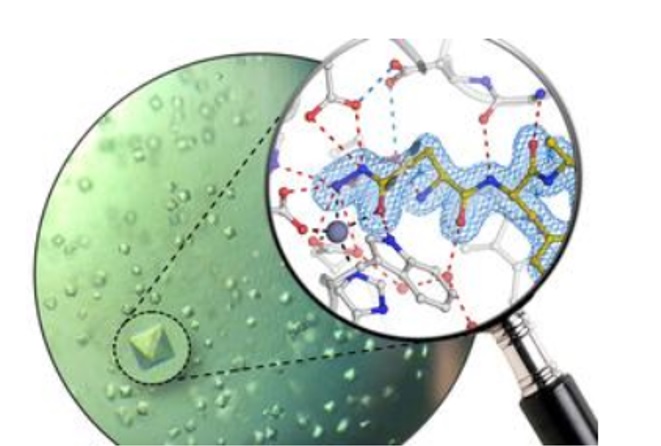 Il s'agit ici de bloquer une enzyme clé des plaques amyloïdes : « cristaux de protéines de l'enzyme humaine glutaminyl cyclase et structure atomique du nouvel inhibiteur » (Visuel Lisa-Marie Funk)