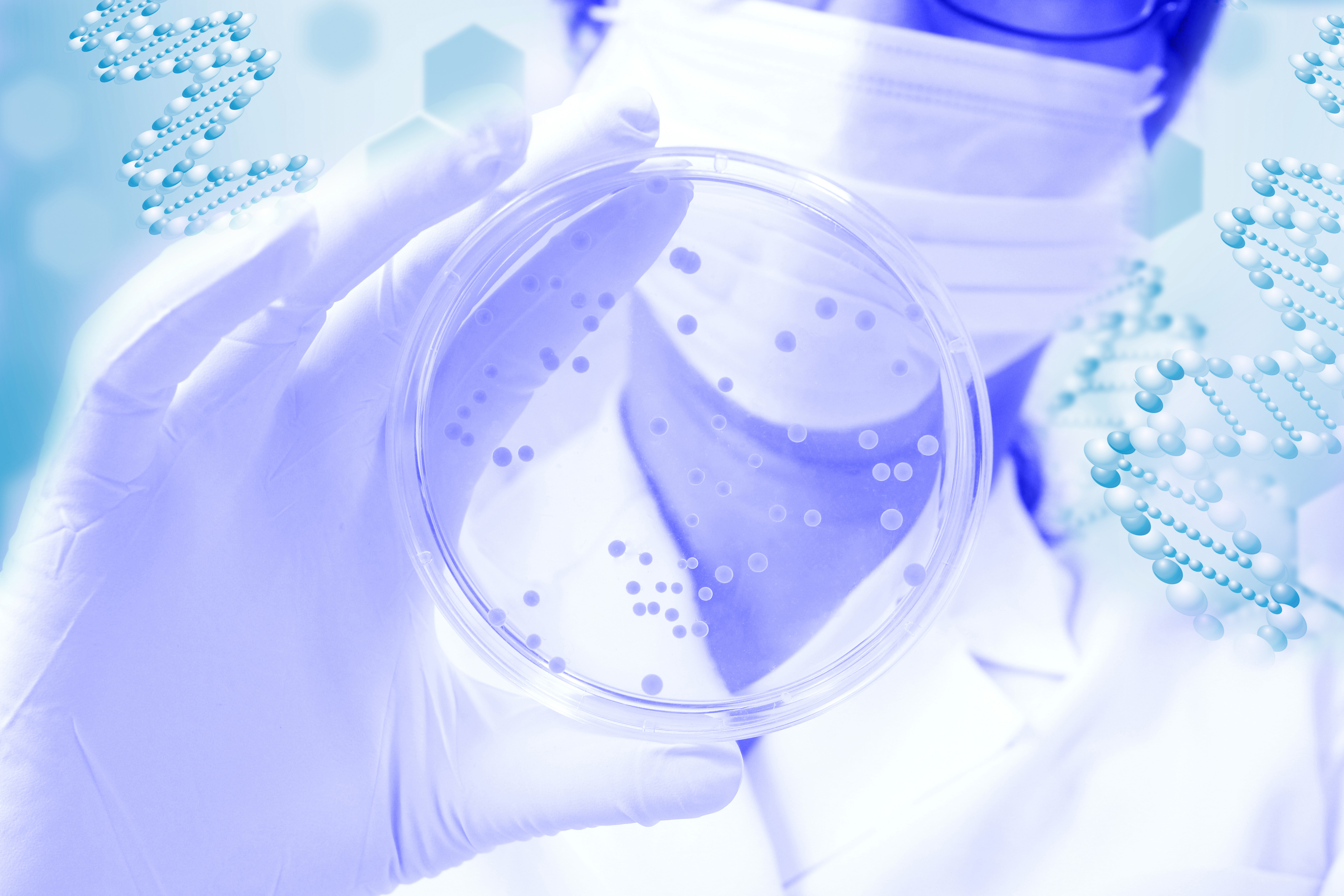 Le rôle clé de la production bactérienne de sulfure d’hydrogène ou hydrogène sulfuré dans le développement de leur résistance aux antimicrobiens (Visuel Adobe Stock 167581840)