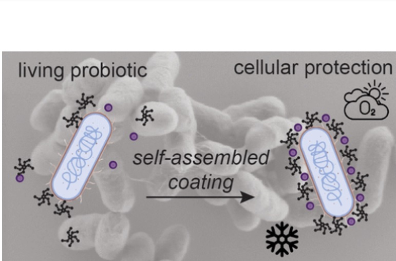 Si par biothérapie, on entend des molécules thérapeutiques issues du vivant, cette équipe fait un pas de plus, un pas vers la « biothérapie vivante » (Visuel Journal of the American Chemical Society) Si par biothérapie, on entend des molécules thérapeutiques issues du vivant, cette équipe fait un pas de plus, un pas vers la « biothérapie vivante » (Visuel Journal of the American Chemical Society)