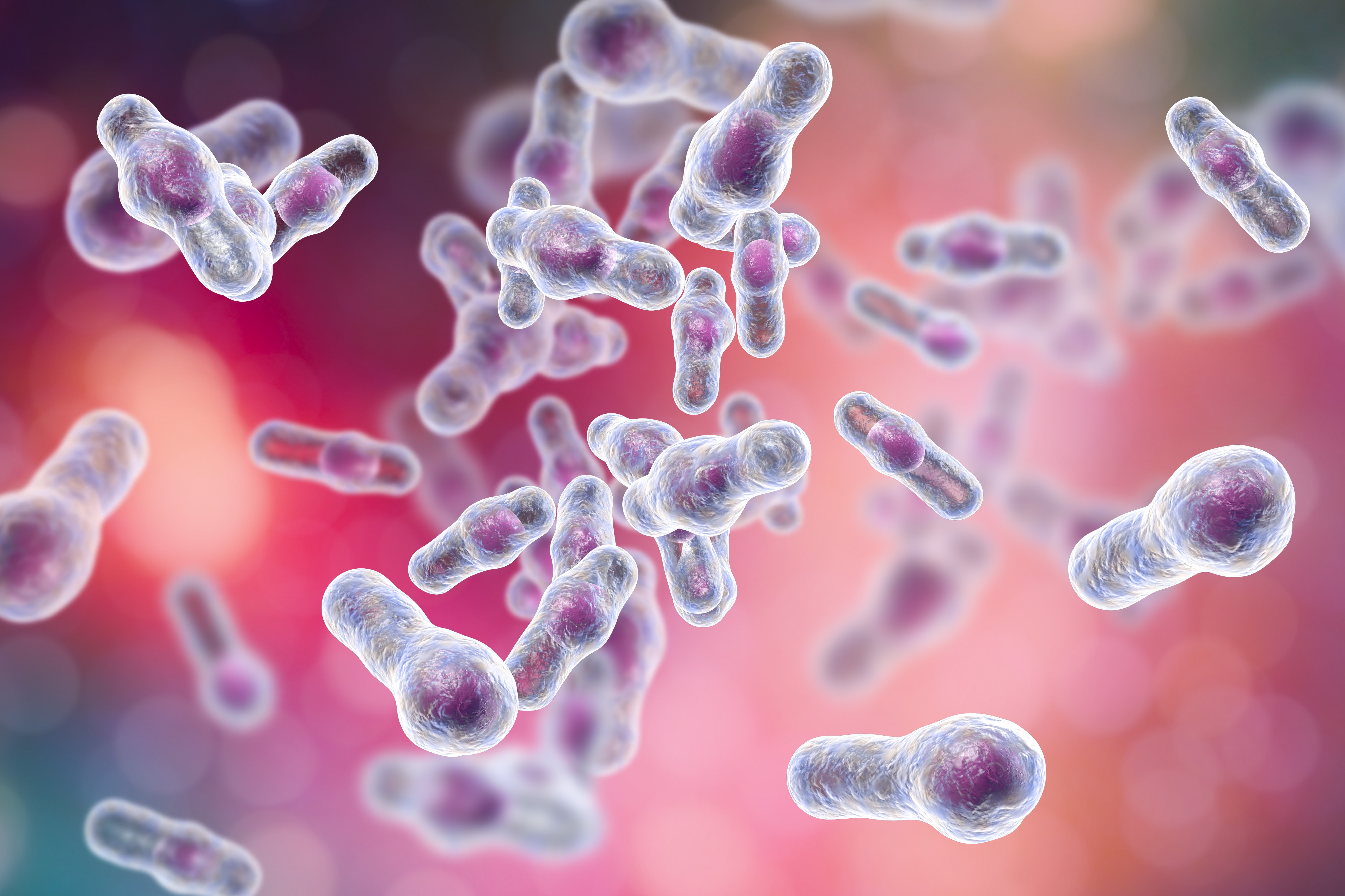 Comment les bactéries qui vivent dans nos intestins ou microbiote intestinal, survivent-elles aux environnements pauvres en oxygène ? (Visuel Adobe Stock 186445101)
