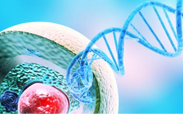 Les enzymes "TET" maintiennent nos cellules immunitaires sur « la bonne voie » (Visuel La Jolla Institute for Immunology)