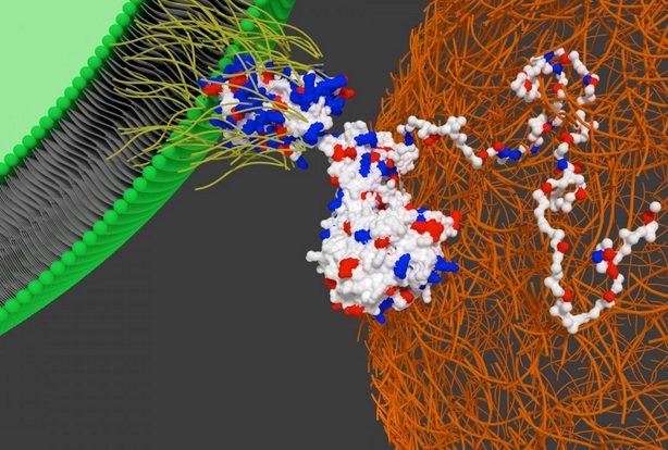 Ces scientifiques de l’Université de Bristol ont trouvé le moyen de piloter les cellules souches vers le tissu cardiaque. Ces scientifiques de l’Université de Bristol ont trouvé le moyen de piloter les cellules souches vers le tissu cardiaque.