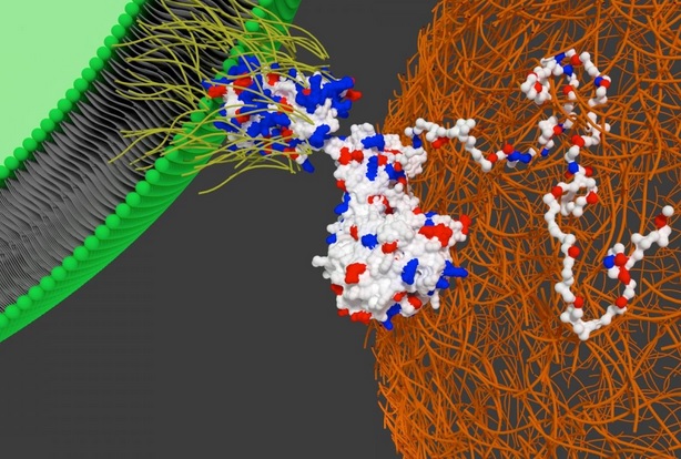 Ces scientifiques de l’Université de Bristol ont trouvé le moyen de piloter les cellules souches vers le tissu cardiaque.