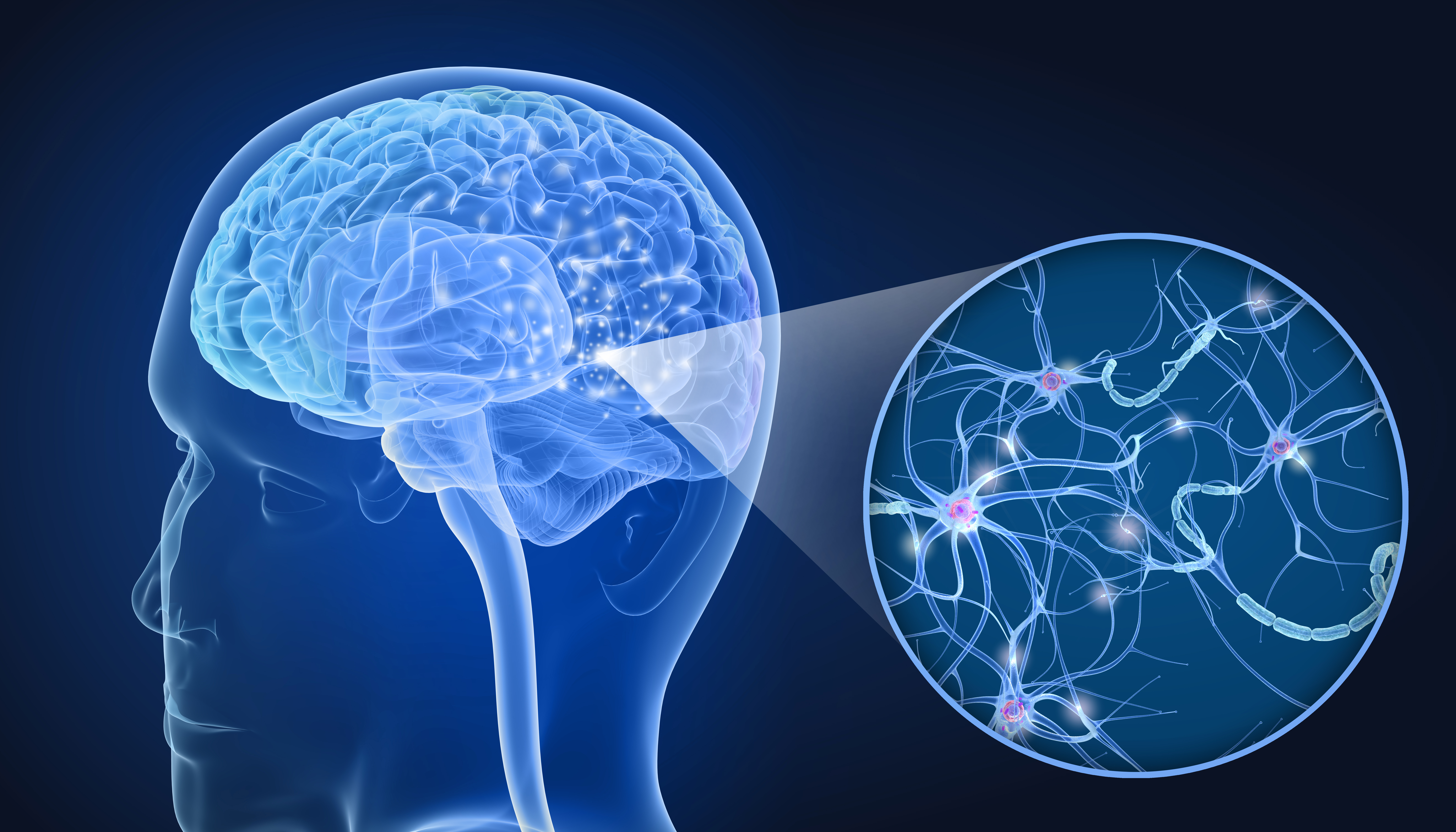La colle cérébrale protège contre la perte de tissu cérébral après une blessure ou un trauma cérébral grave, mais contribue également à la réparation neuronale fonctionnelle (Visuel Adobe Stock 206037348) La colle cérébrale protège contre la perte de tissu cérébral après une blessure ou un trauma cérébral grave, mais contribue également à la réparation neuronale fonctionnelle (Visuel Adobe Stock 206037348)
