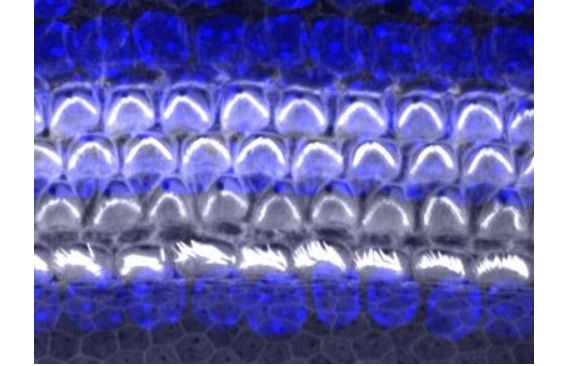 Les chercheurs identifient le rôle d’une protéine spécifique, GFI1, dans le développement de nouvelles cellules ciliées auditives (Visuel University of Maryland School of Medicine)