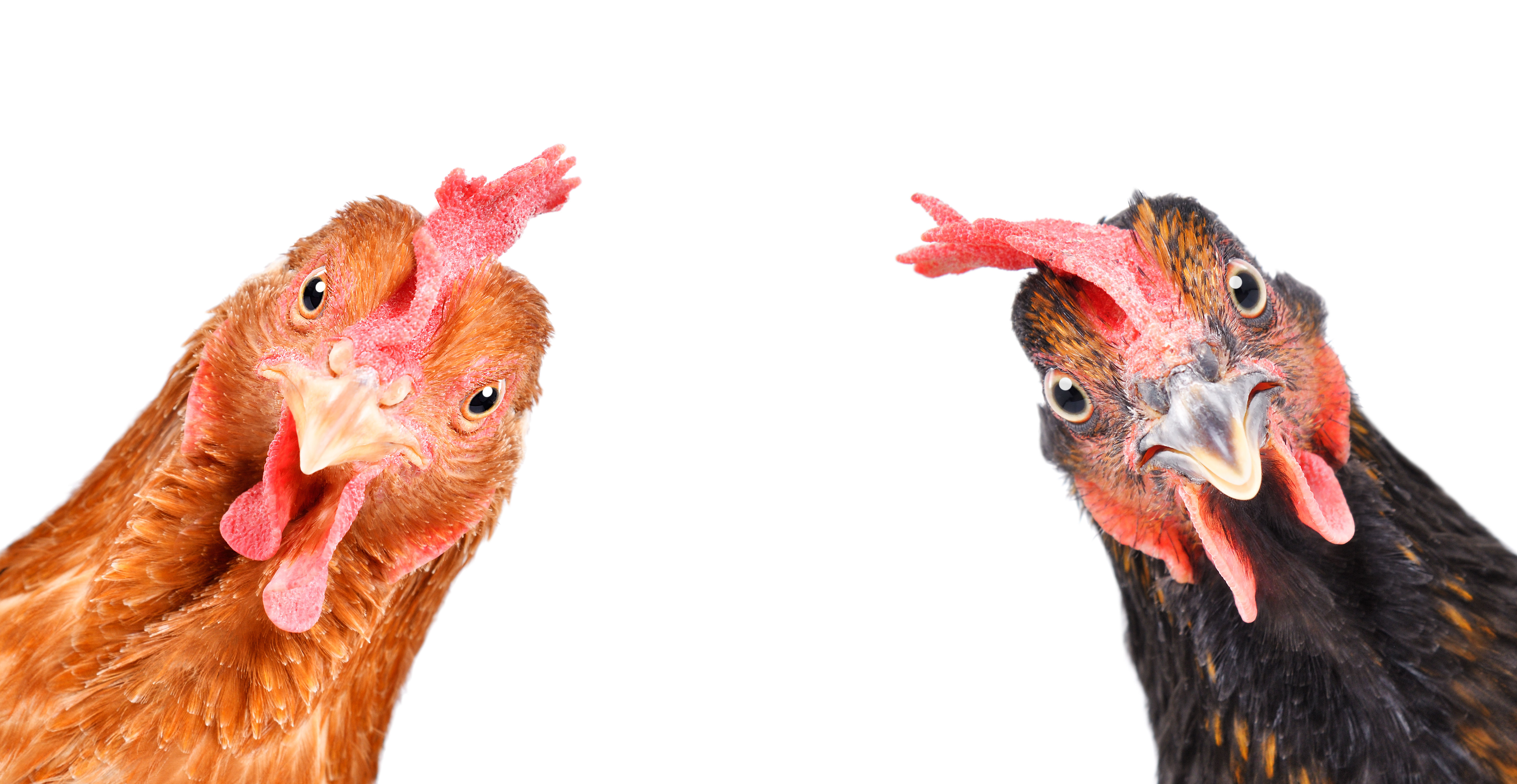 Sous un froid prolongé, le nerf est activé à un niveau beaucoup plus élevé et libère plus de neurotransmetteurs provoquant l'activation rapide des cellules souches, la régénération du follicule pileux mais aussi "la chair de poule" (Visuel Adobe Stock 323218095) Sous un froid prolongé, le nerf est activé à un niveau beaucoup plus élevé et libère plus de neurotransmetteurs provoquant l'activation rapide des cellules souches, la régénération du follicule pileux mais aussi "la chair de poule" (Visuel Adobe Stock 323218095)