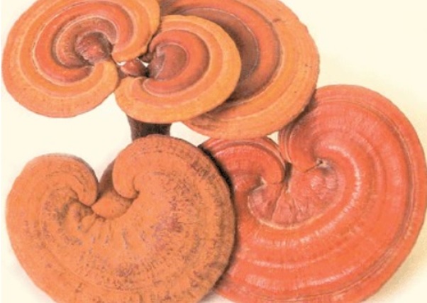 L'acide ganodérique extrait de Ganoderma lucidum, un champignon oriental , démontre ici son efficacité dans le traitement des affections cutanées telles que la dermatite atopique (Visuel NIH) L'acide ganodérique extrait de Ganoderma lucidum, un champignon oriental , démontre ici son efficacité dans le traitement des affections cutanées telles que la dermatite atopique (Visuel NIH)