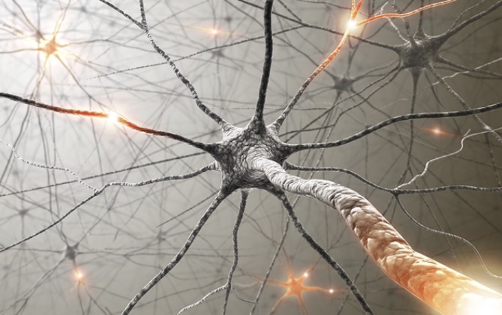 « Tracer » les circuits neuronaux jusqu'à la « constellation d'effets secondaires » de la chimiothérapie pour tenter d'effacer ces effets indésirables complexes (Visuel NIH)