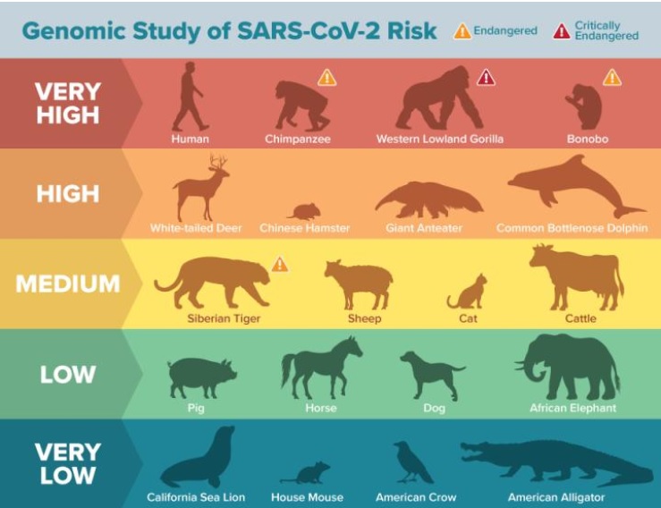 De nombreuses espèces animales peuvent être vulnérables à l'infection par le SRAS-CoV-2, révèle cette analyse génomique (Visuel Visuel Matt Verdolivo / UC Davis)