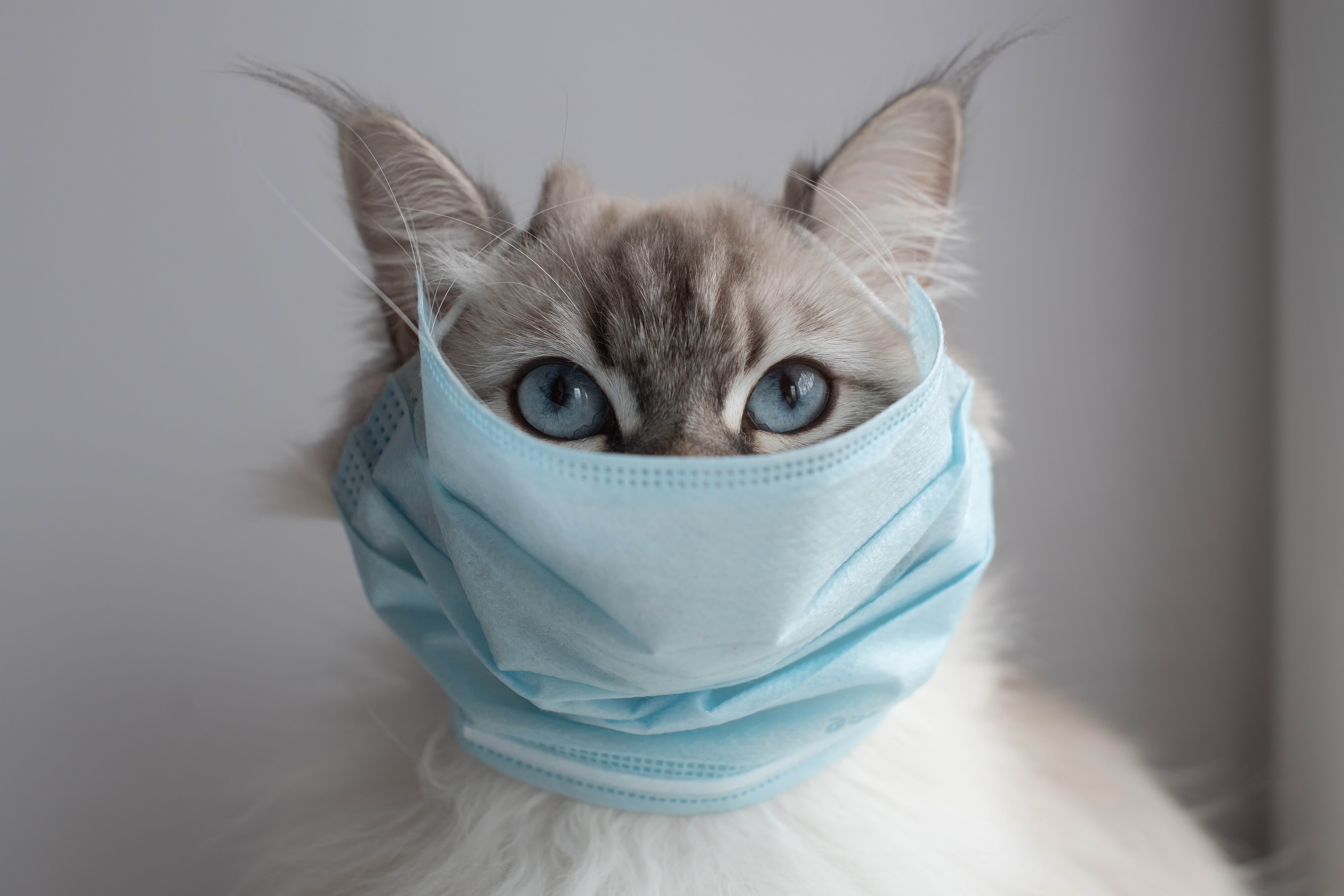Les chats sont désignés, avec les furets et les civettes, comme parmi les animaux les plus sensibles à l'infection à coronavirus SARS-CoV-2 (Visuel Adobe Stock 336196621)