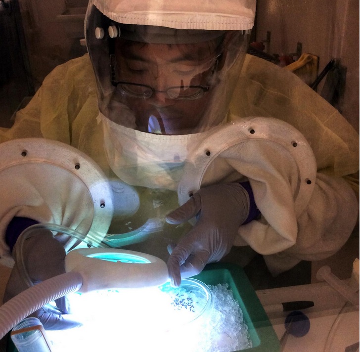 L'Organisation mondiale de la santé (OMS) a déclaré que les moustiques ne peuvent pas transmettre le virus (Visuel Kansas State University) L'Organisation mondiale de la santé (OMS) a déclaré que les moustiques ne peuvent pas transmettre le virus (Visuel Kansas State University)