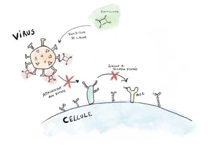 L'étude identifie une "clé " qui permet au virus Sars-CoV-2, responsable de la maladie COVID-19 d'infecter les cellules (Visuel University of Louvain). 