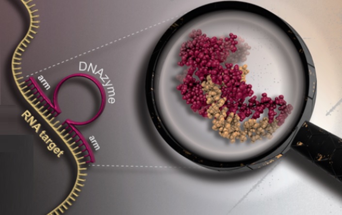 Les DNAzymes sont des catalyseurs capables de cibler et de détruire des molécules d'ARN indésirables (Visuel HHU/Manuel Etzkorn)