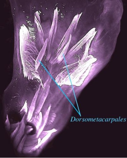 Ces muscles sont en réalité formés au début du développement humain puis perdus avant la naissance