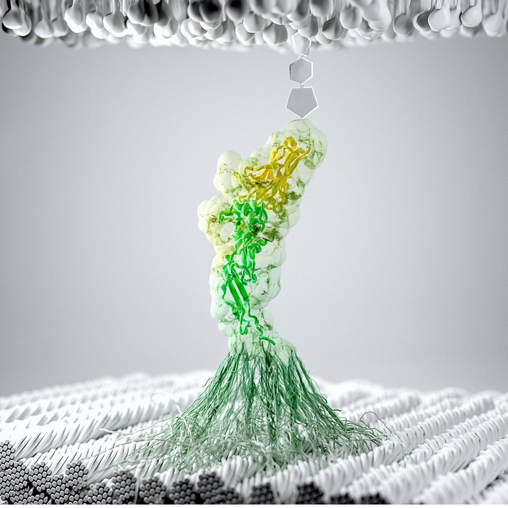 C’est le concept de « superglues médicales », capables de capter certaines bactéries ou, au contraire de diffuser des nanoparticules thérapeutiques (Visuel University of Basel, Department of Chemistry) C’est le concept de « superglues médicales », capables de capter certaines bactéries ou, au contraire de diffuser des nanoparticules thérapeutiques (Visuel University of Basel, Department of Chemistry)