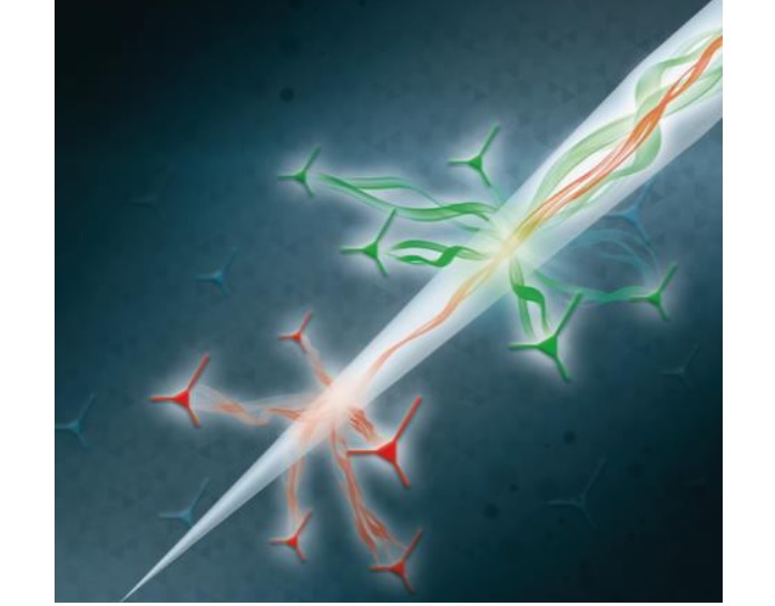 ces travaux apportent le premier exemple d'utilisation réussie de la lumière pour décoder l'activité de populations neuronales spécifiques, ainsi que pour manipuler différentes zones cérébrales à l'aide d'une sonde unique